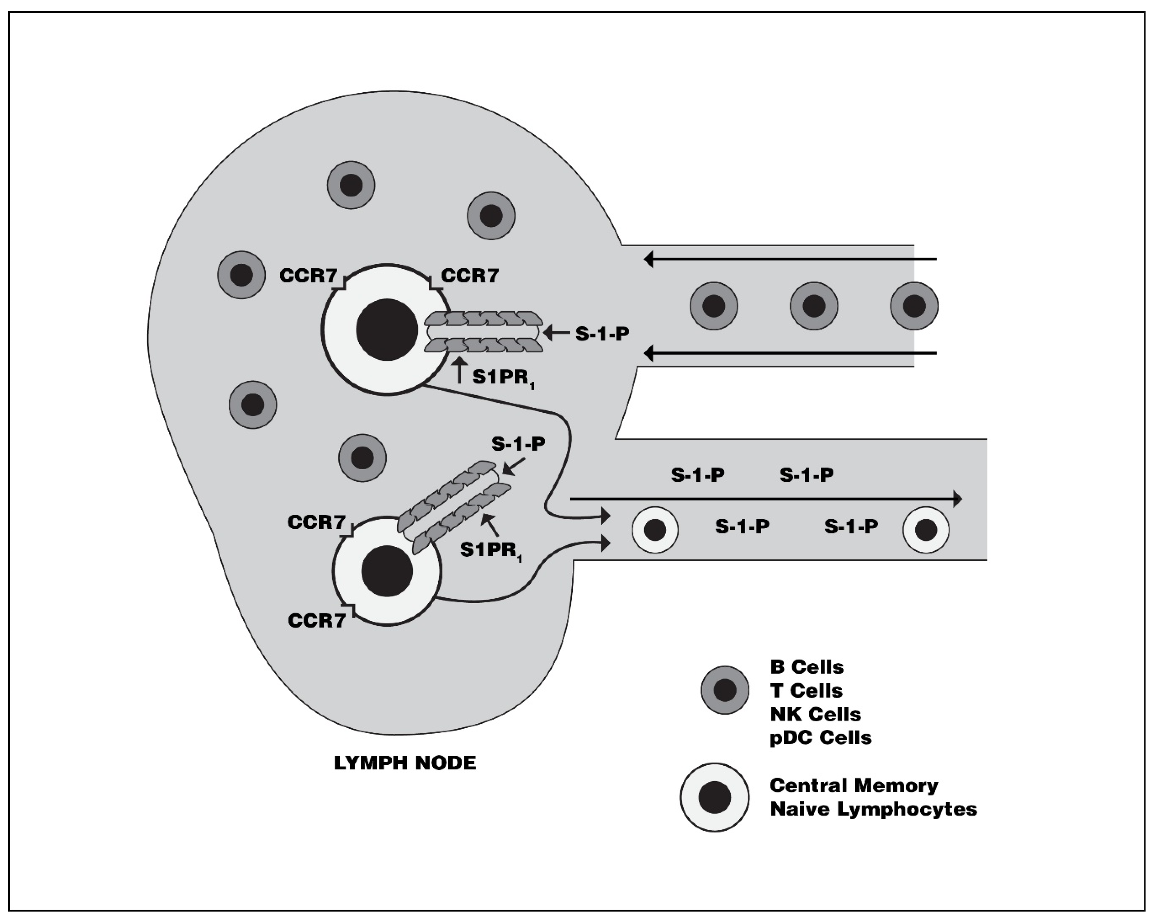 Biomedicines 08 00227 g003