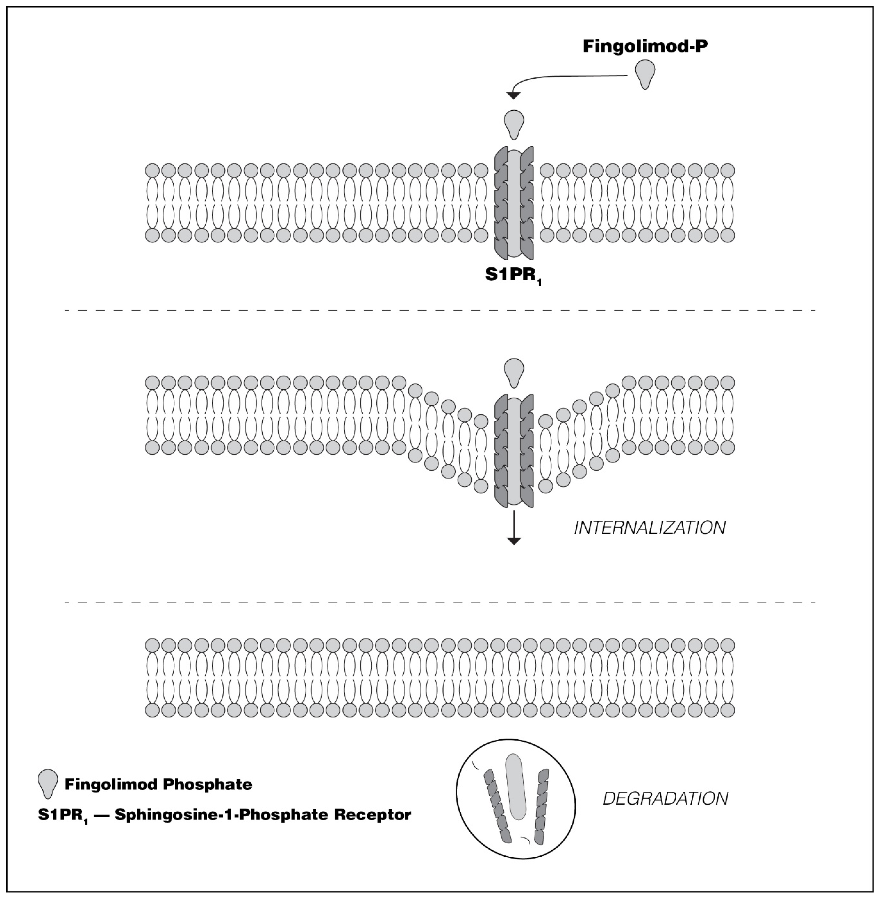 Biomedicines 08 00227 g004