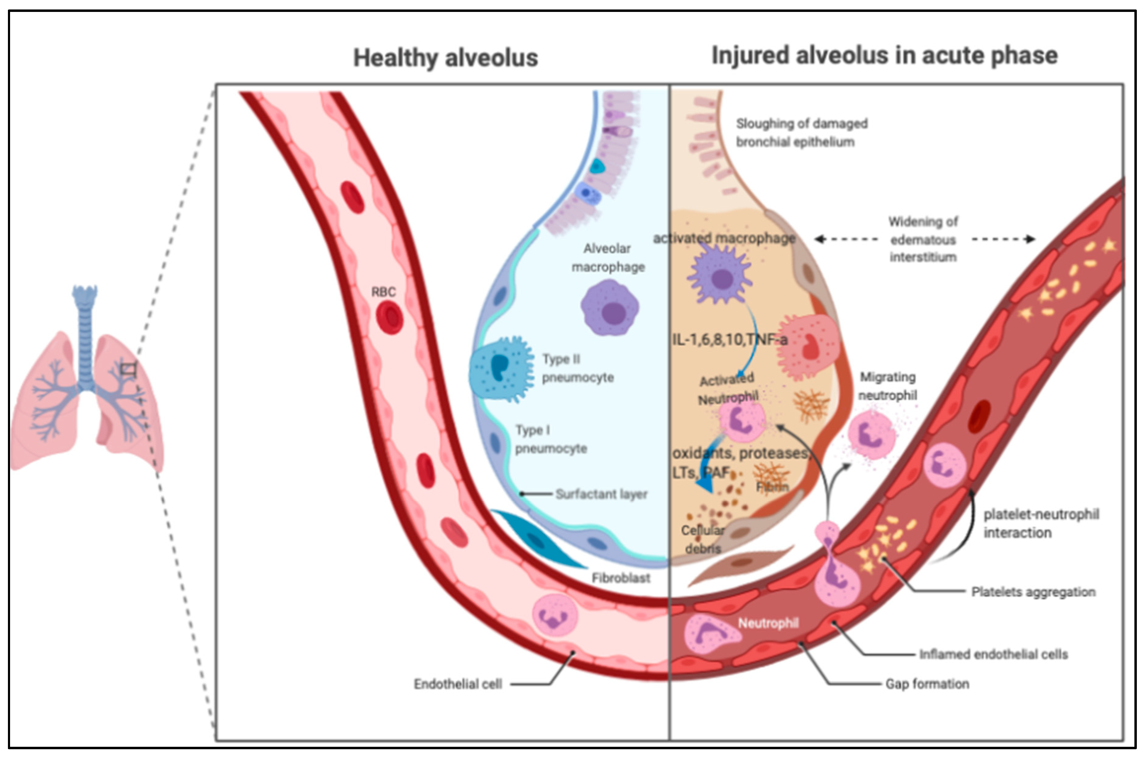 Biomedicines 08 00230 g001 Biomedicines 08 00230 g001