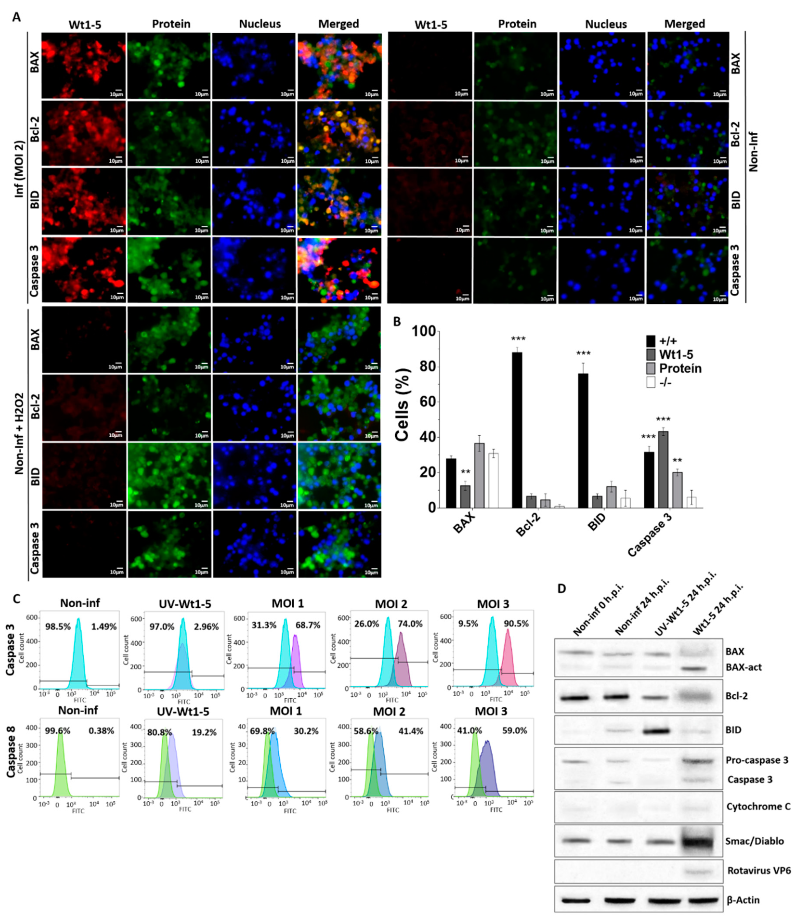 Biomedicines 08 00242 g004