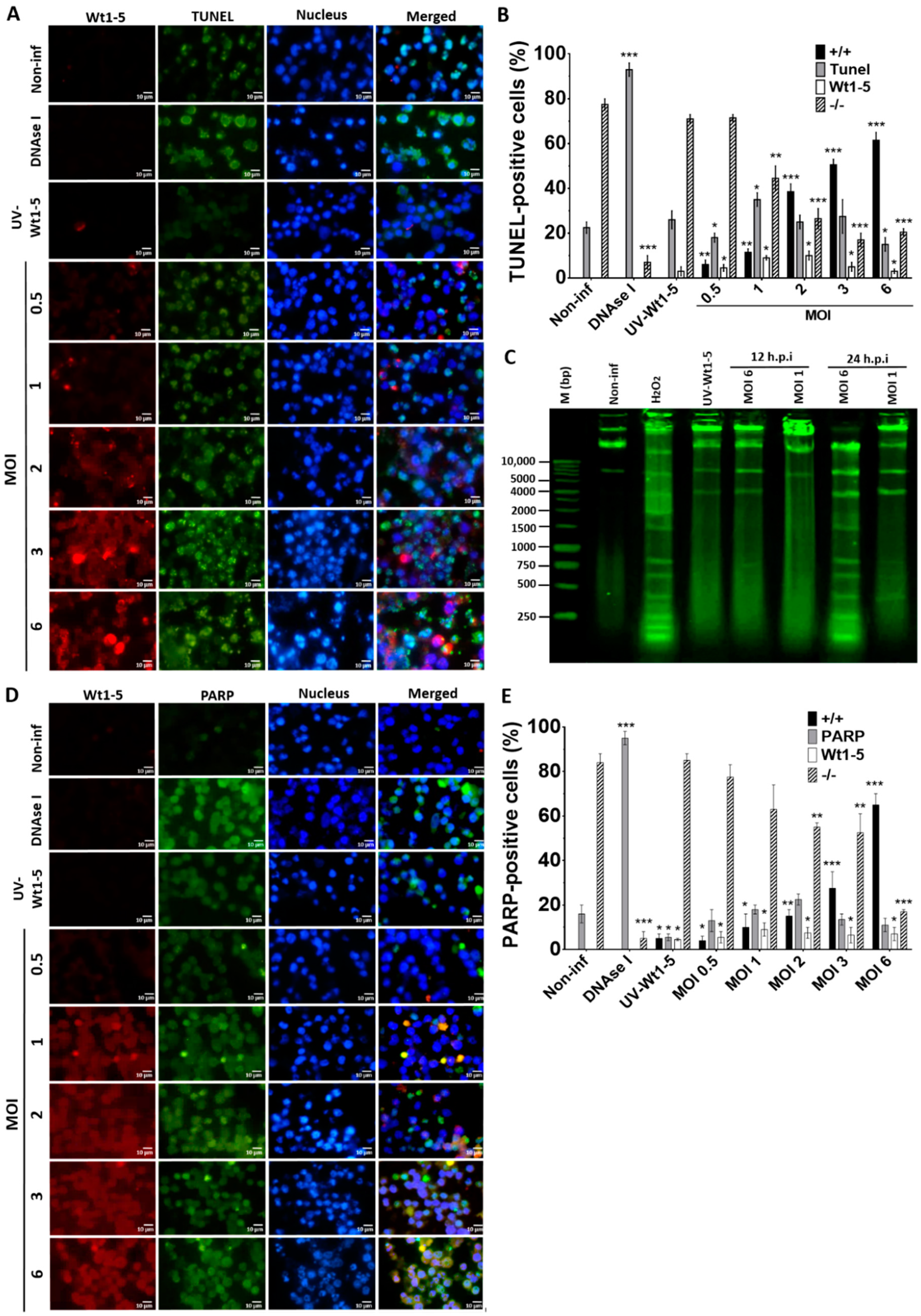 Biomedicines 08 00242 g005