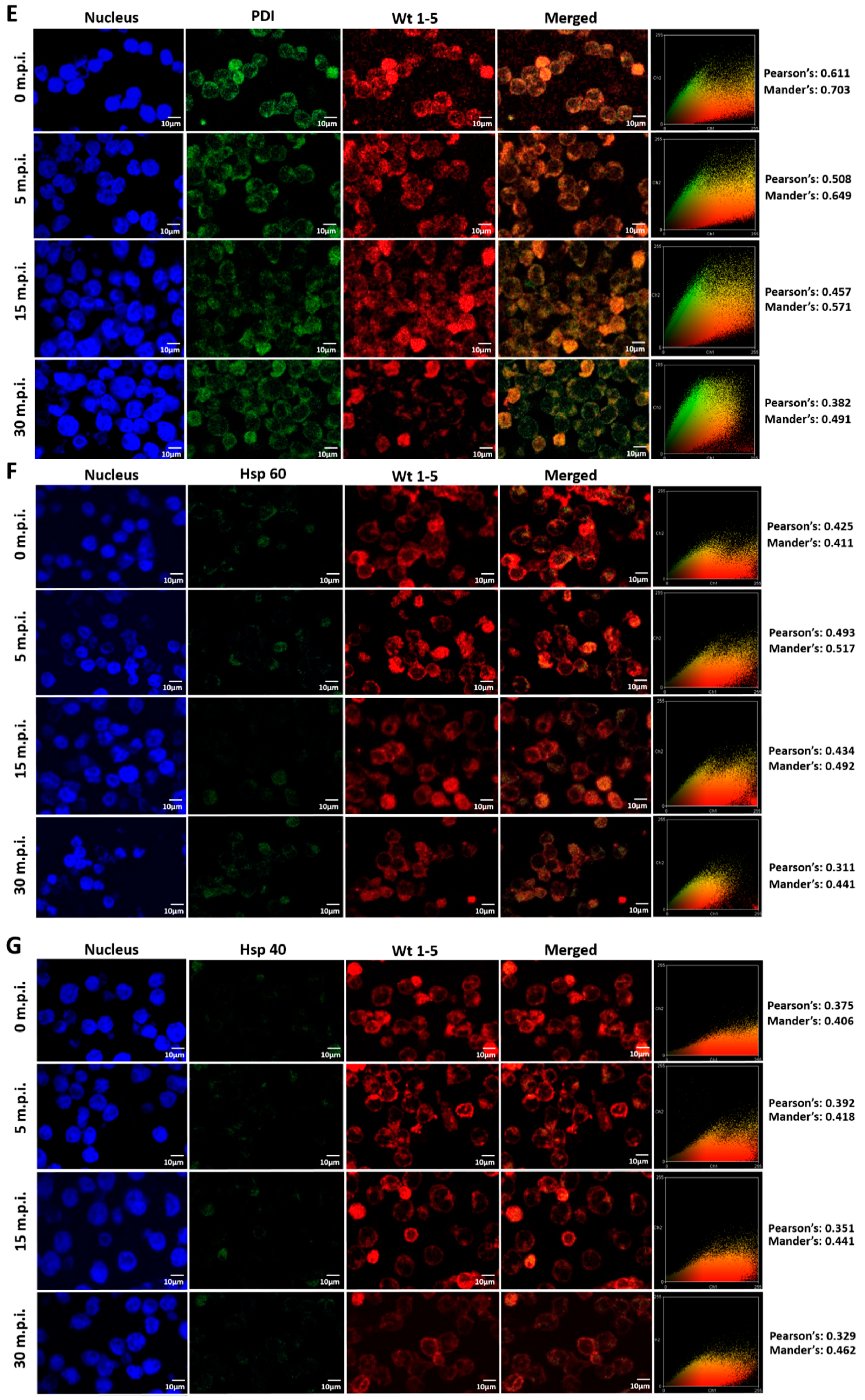 Biomedicines 08 00242 g007c