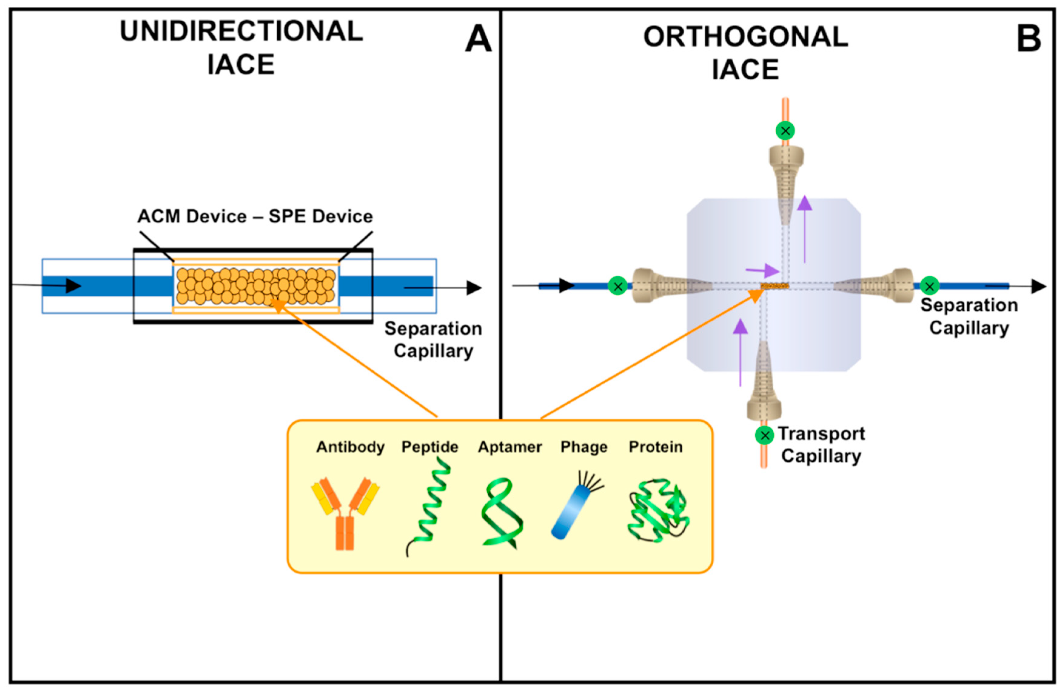 Biomedicines 08 00255 g001