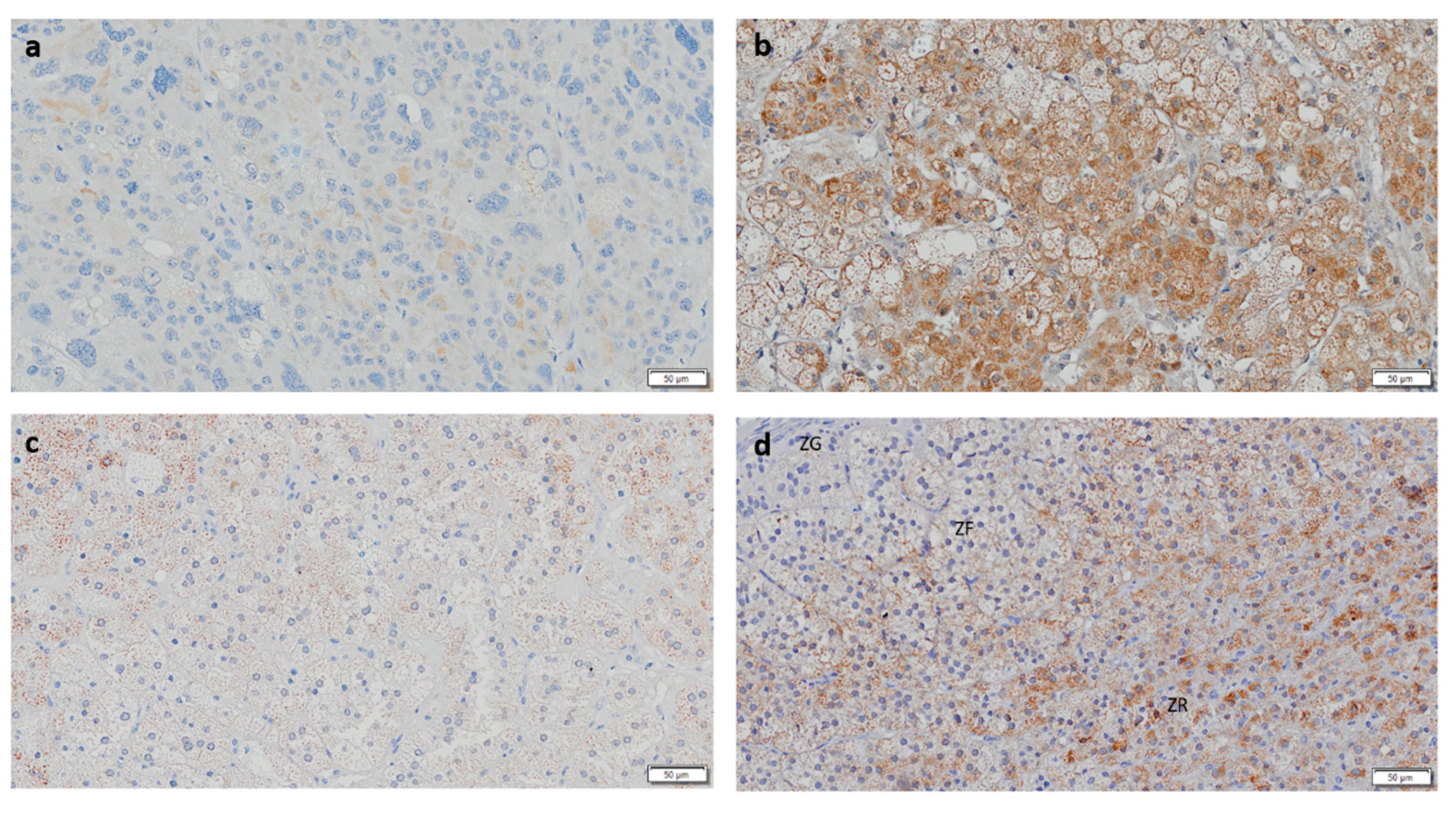 Biomedicines 08 00256 g002