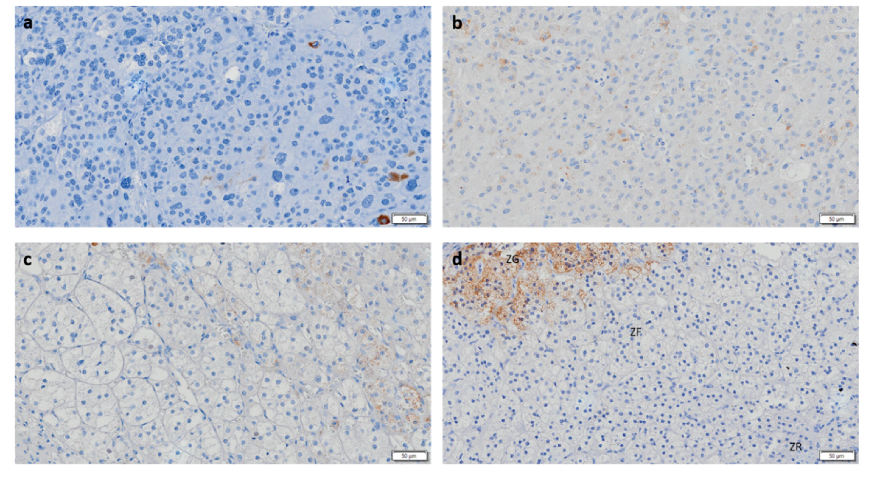 Biomedicines 08 00256 g004