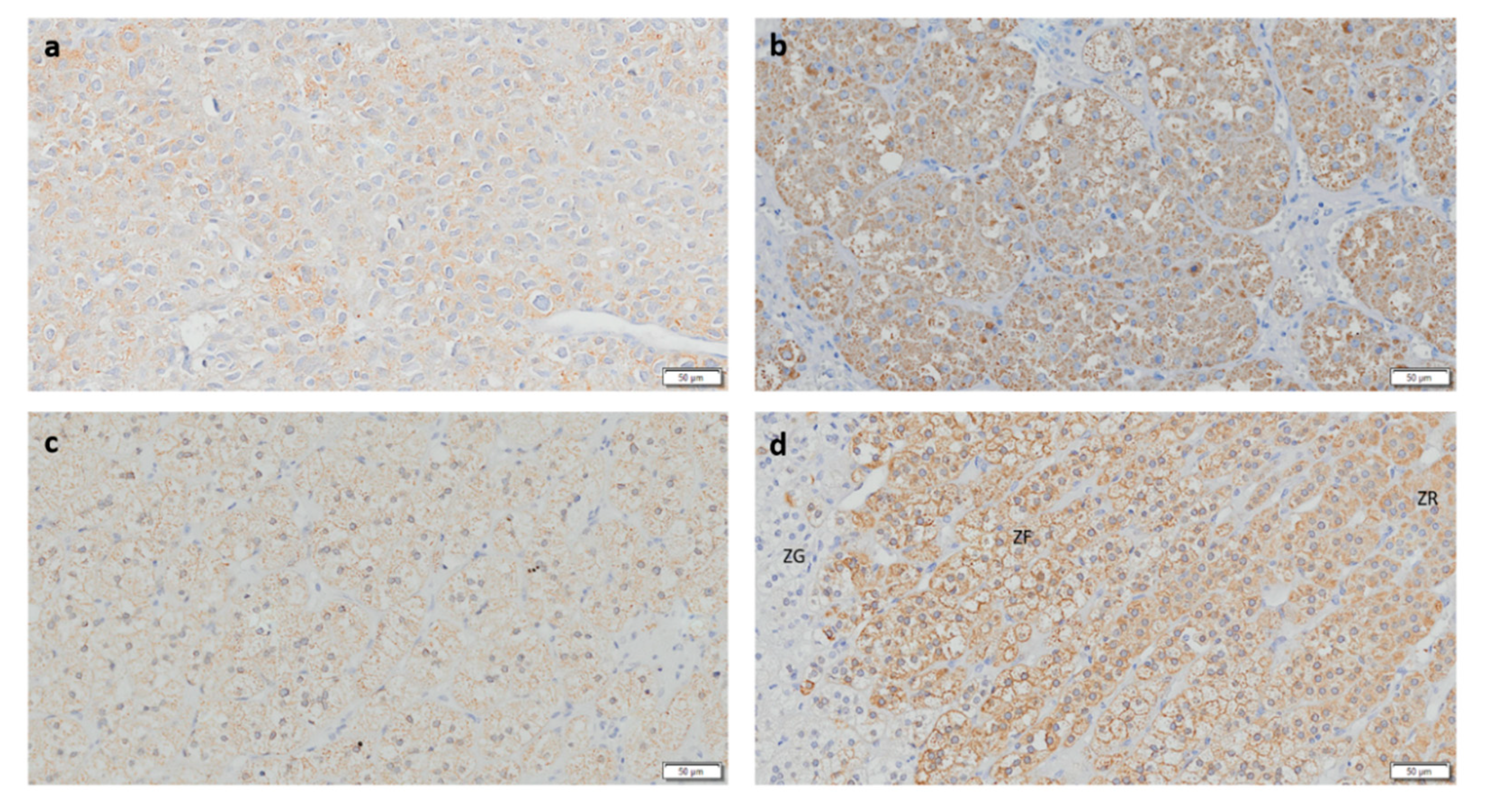 Biomedicines 08 00256 g005