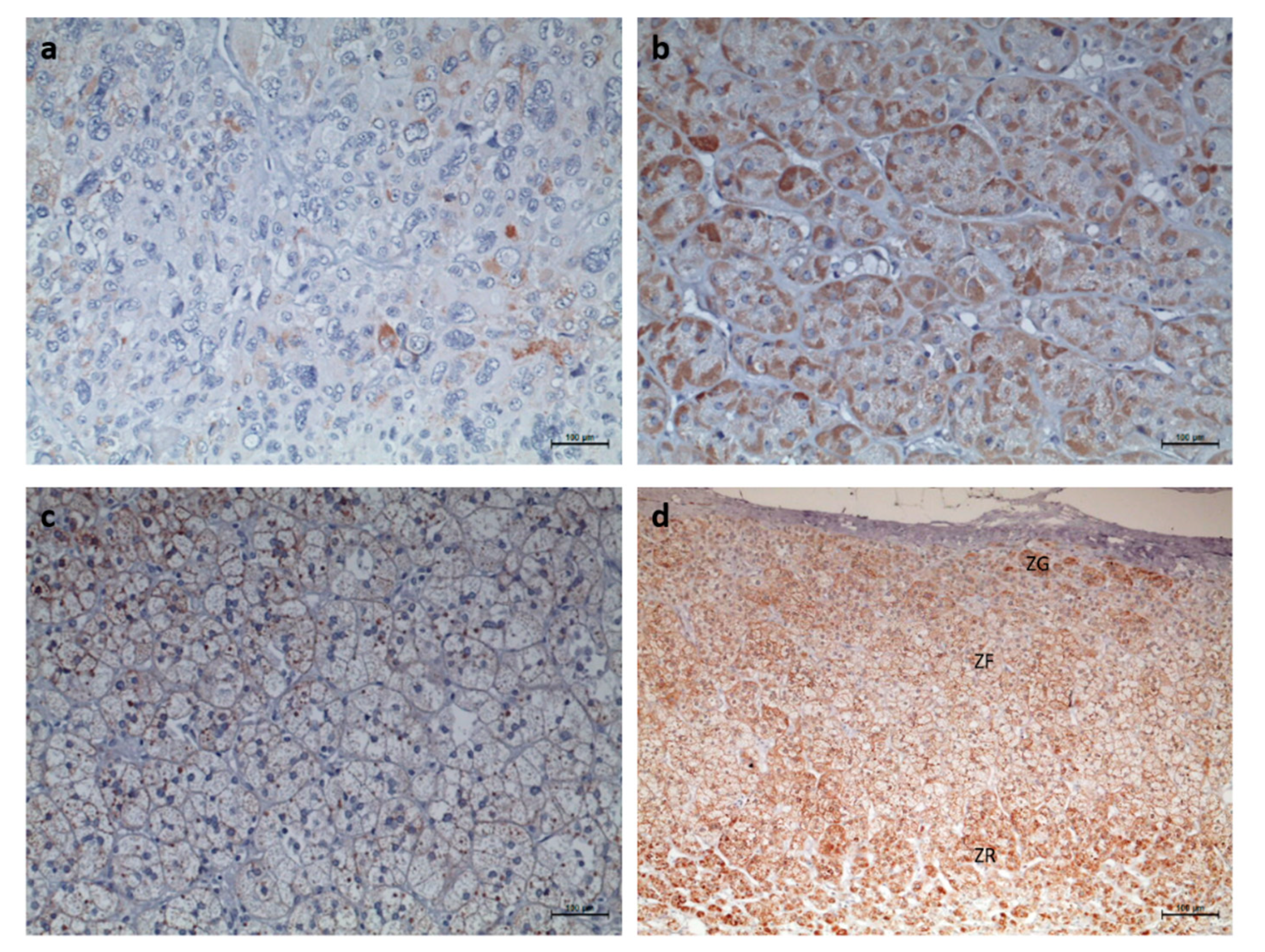 Biomedicines 08 00256 g006