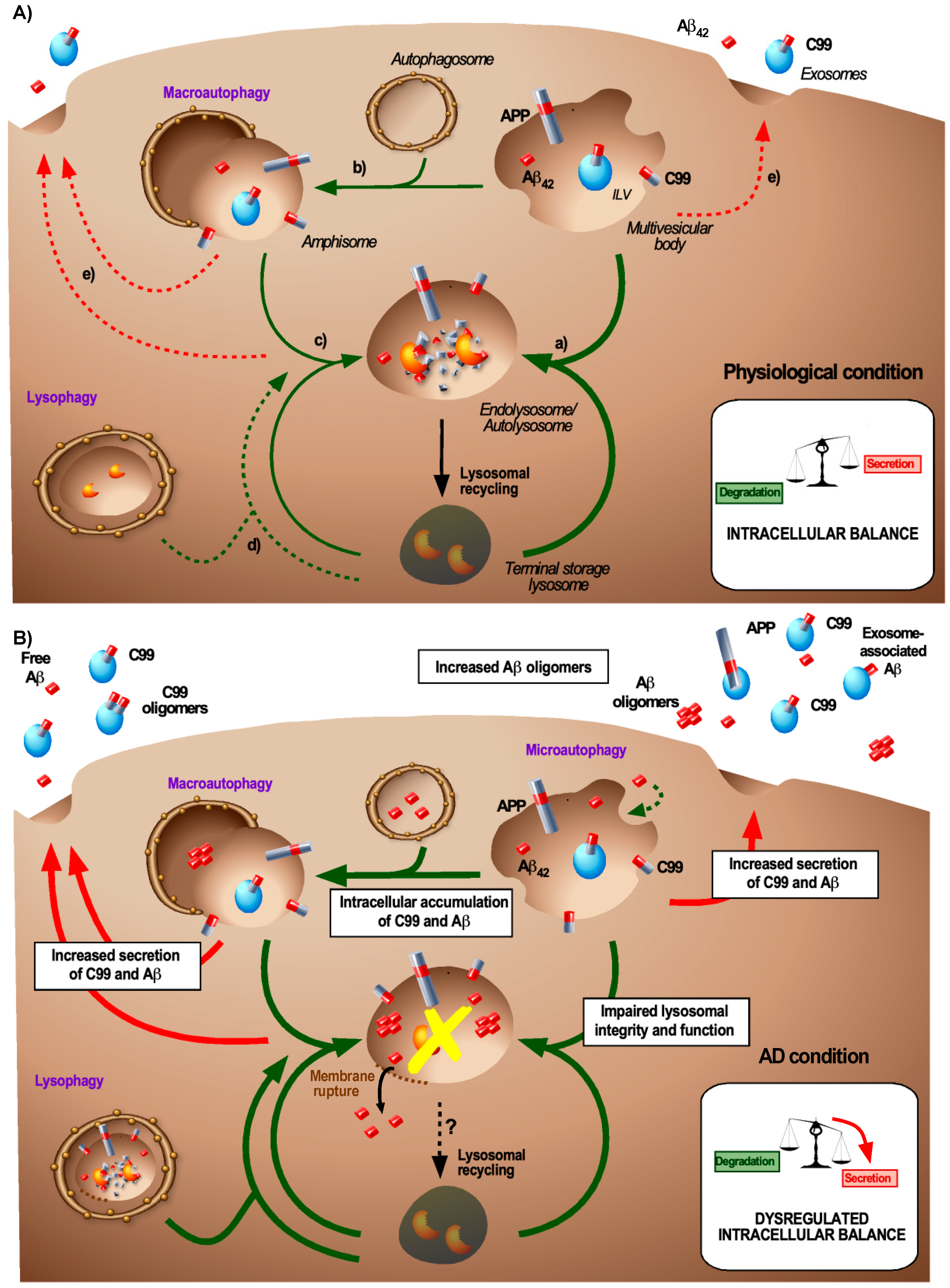 Biomedicines 08 00272 g002