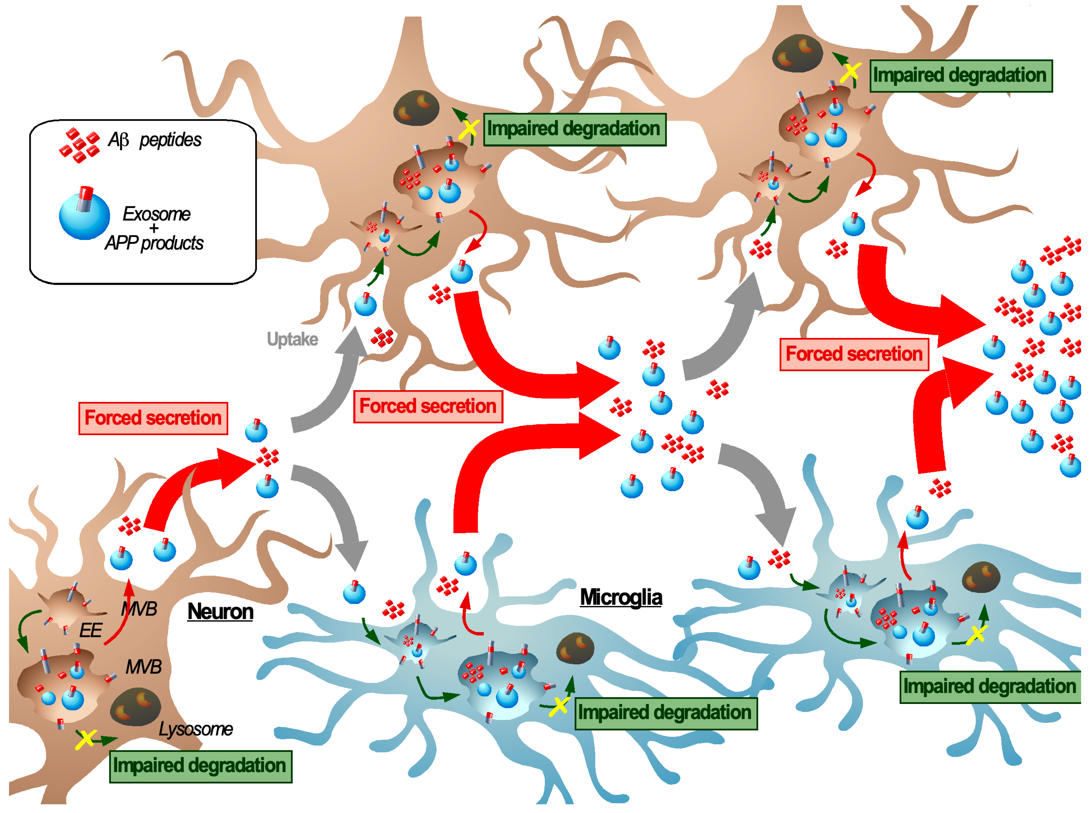 Biomedicines 08 00272 g003