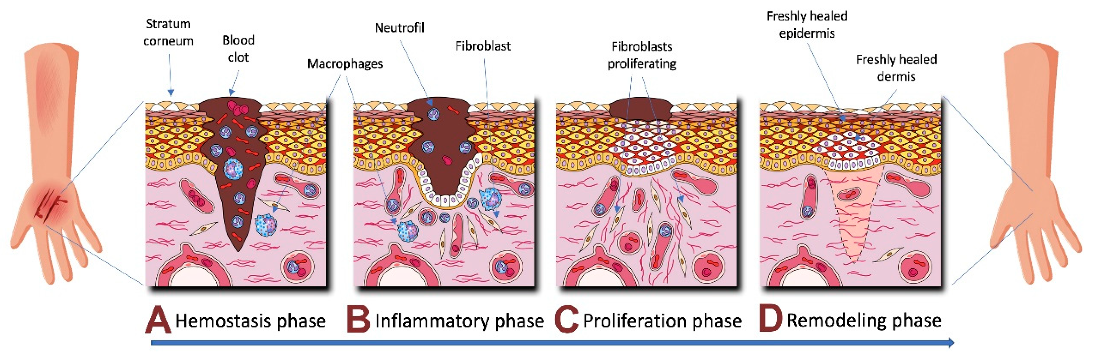 Biomedicines 08 00301 g001
