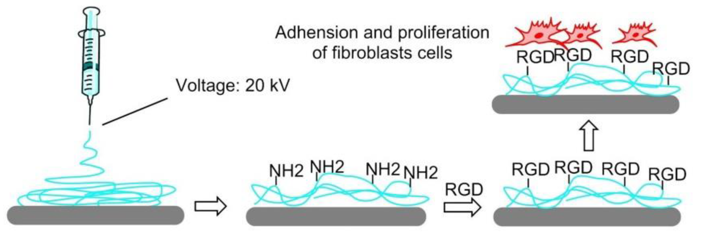 Biomedicines 08 00307 g013