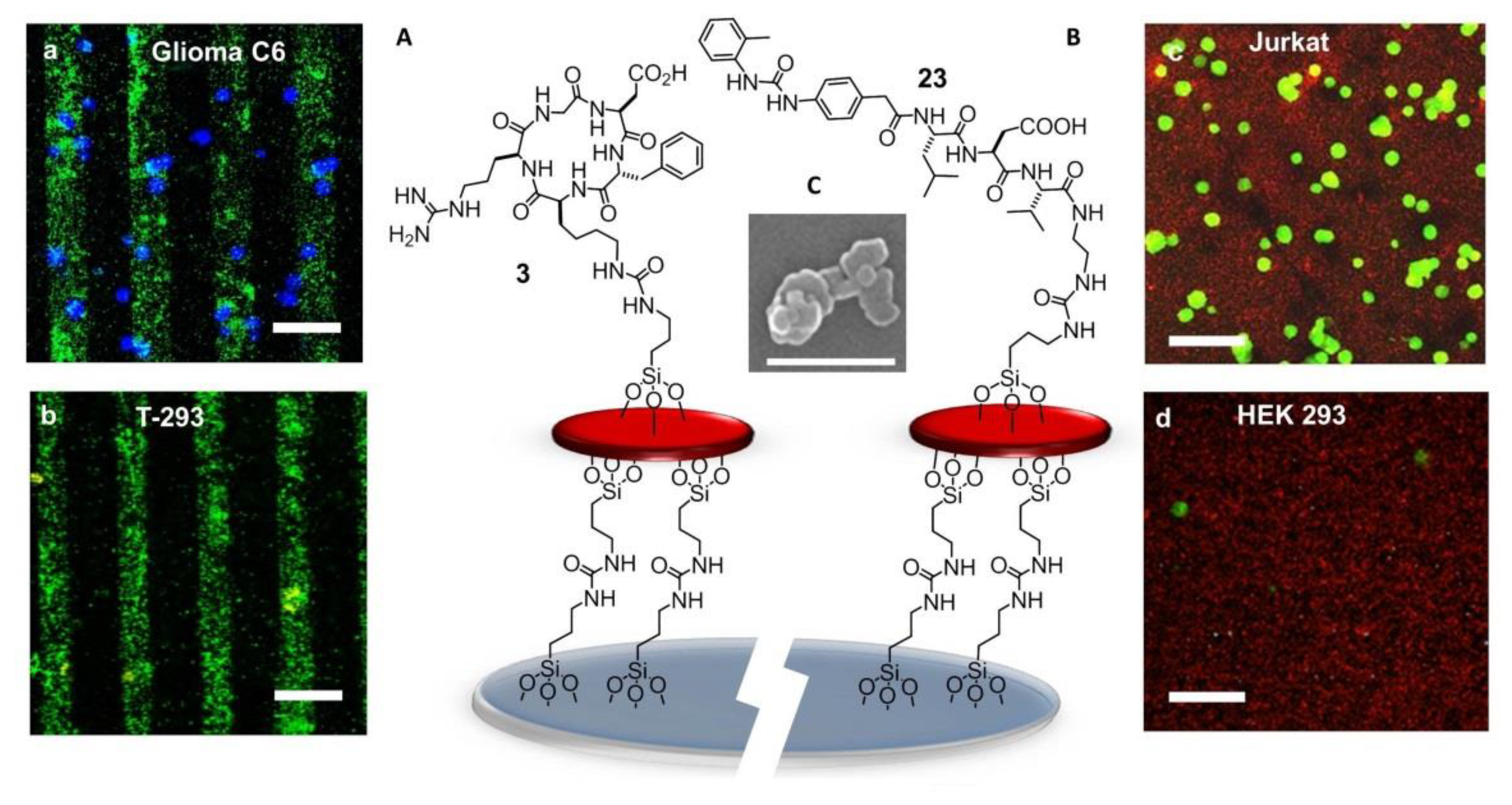 Biomedicines 08 00307 g015
