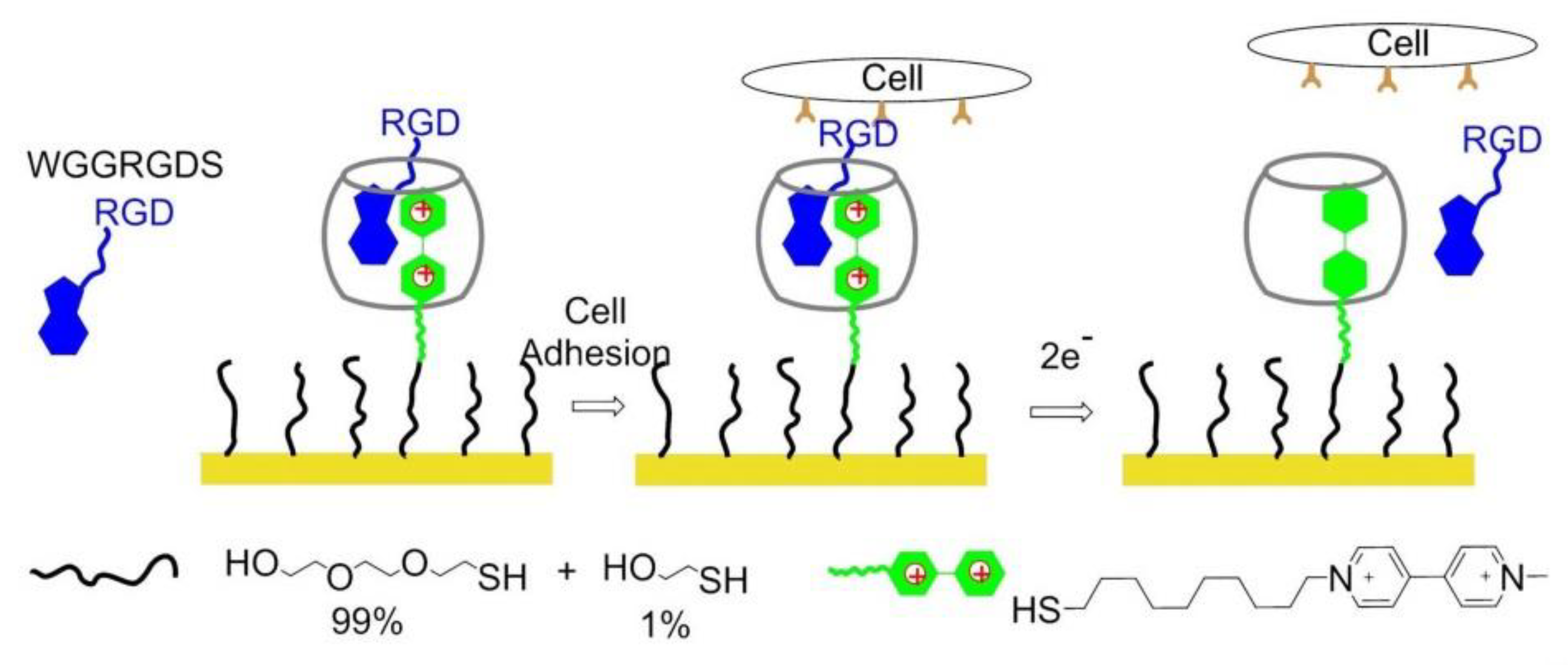 Biomedicines 08 00307 g021