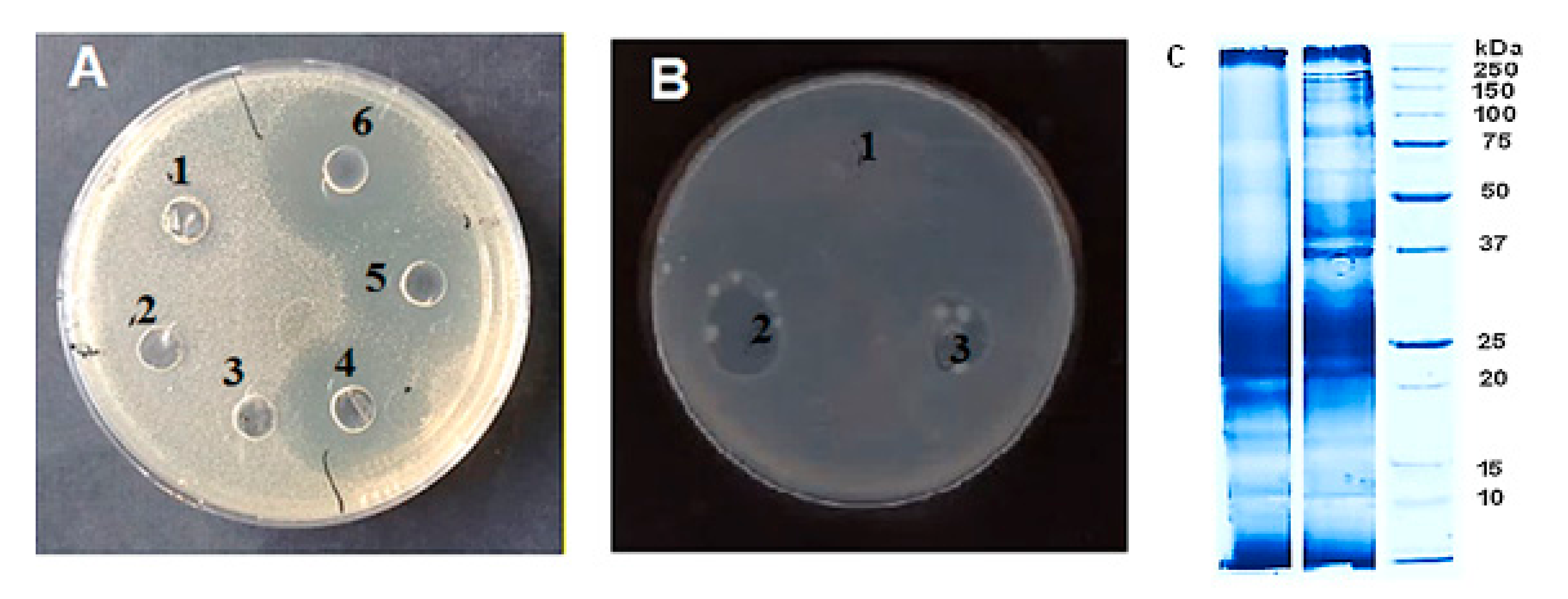 Biomedicines 08 00315 g004 Biomedicines 08 00315 g004