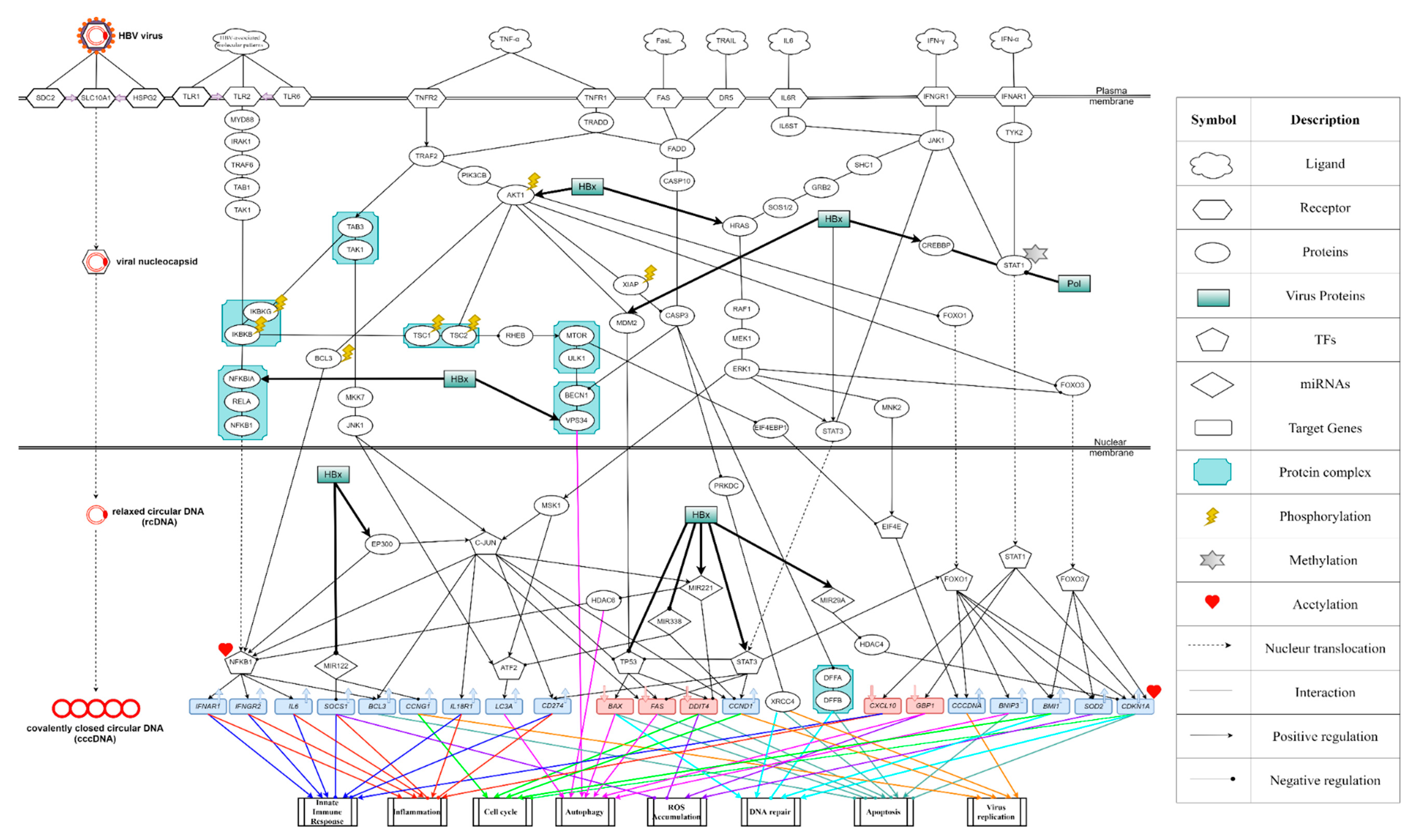 Biomedicines 08 00320 g004
