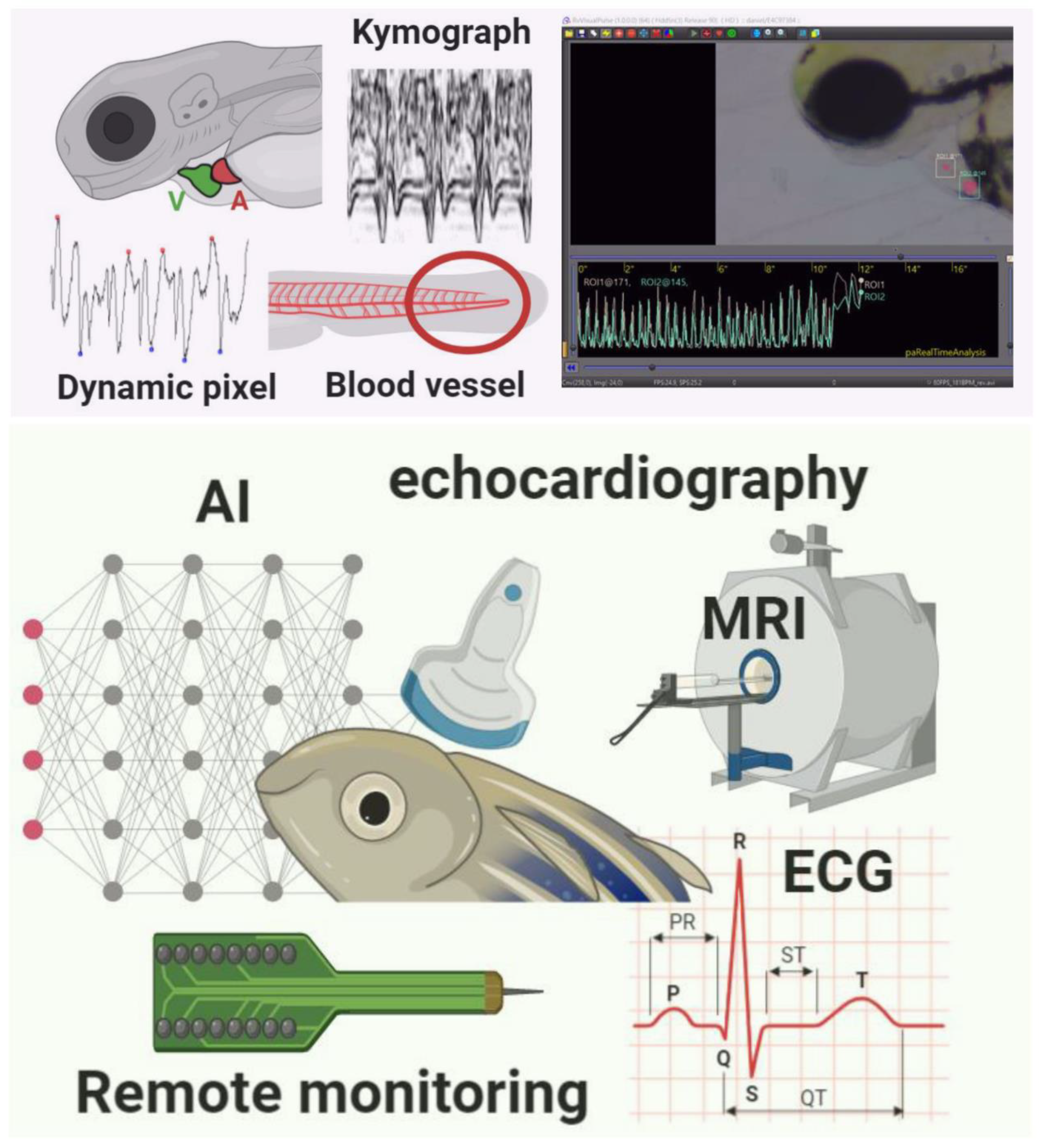 Biomedicines 08 00329 g001