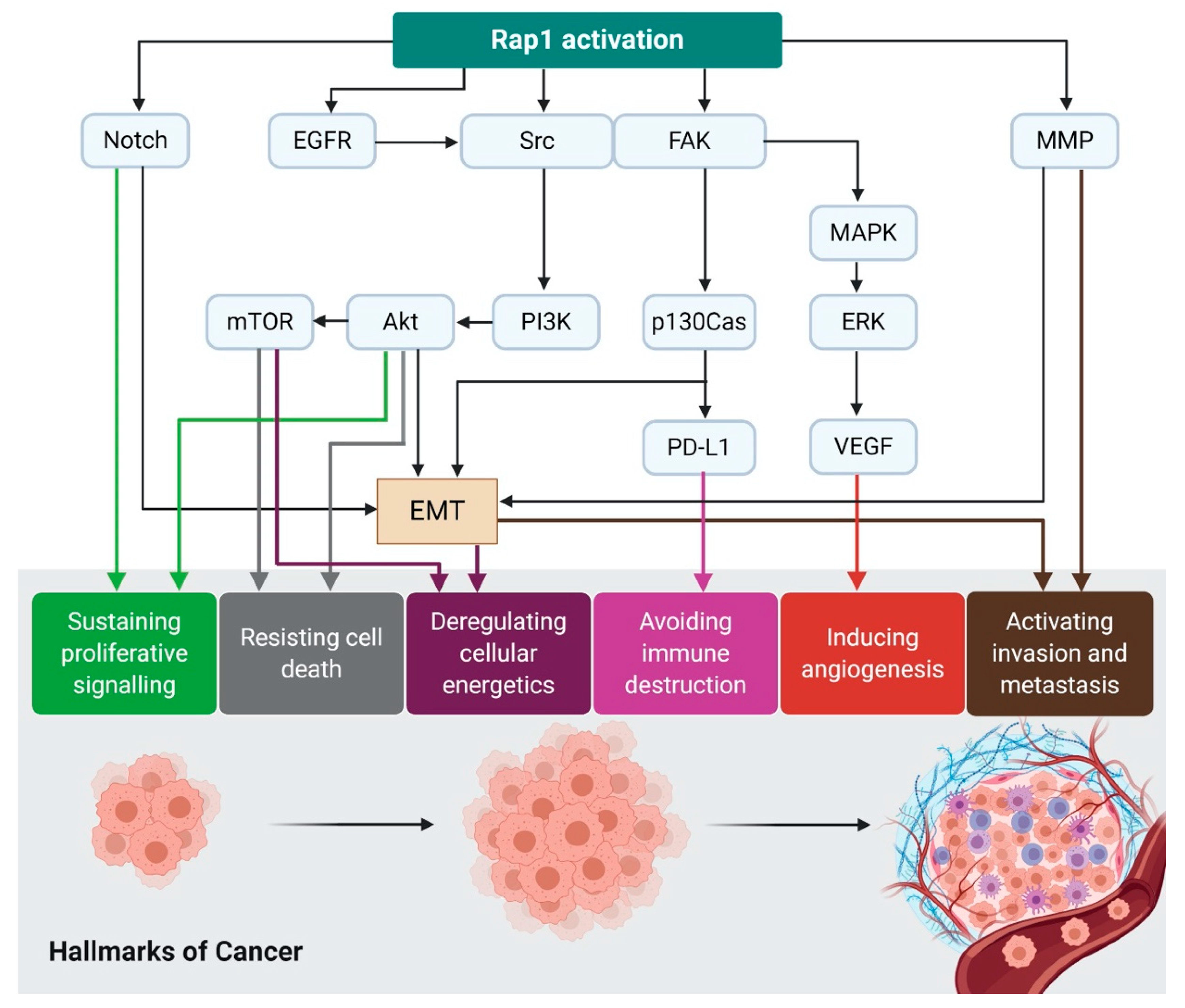 Biomedicines 08 00334 g003