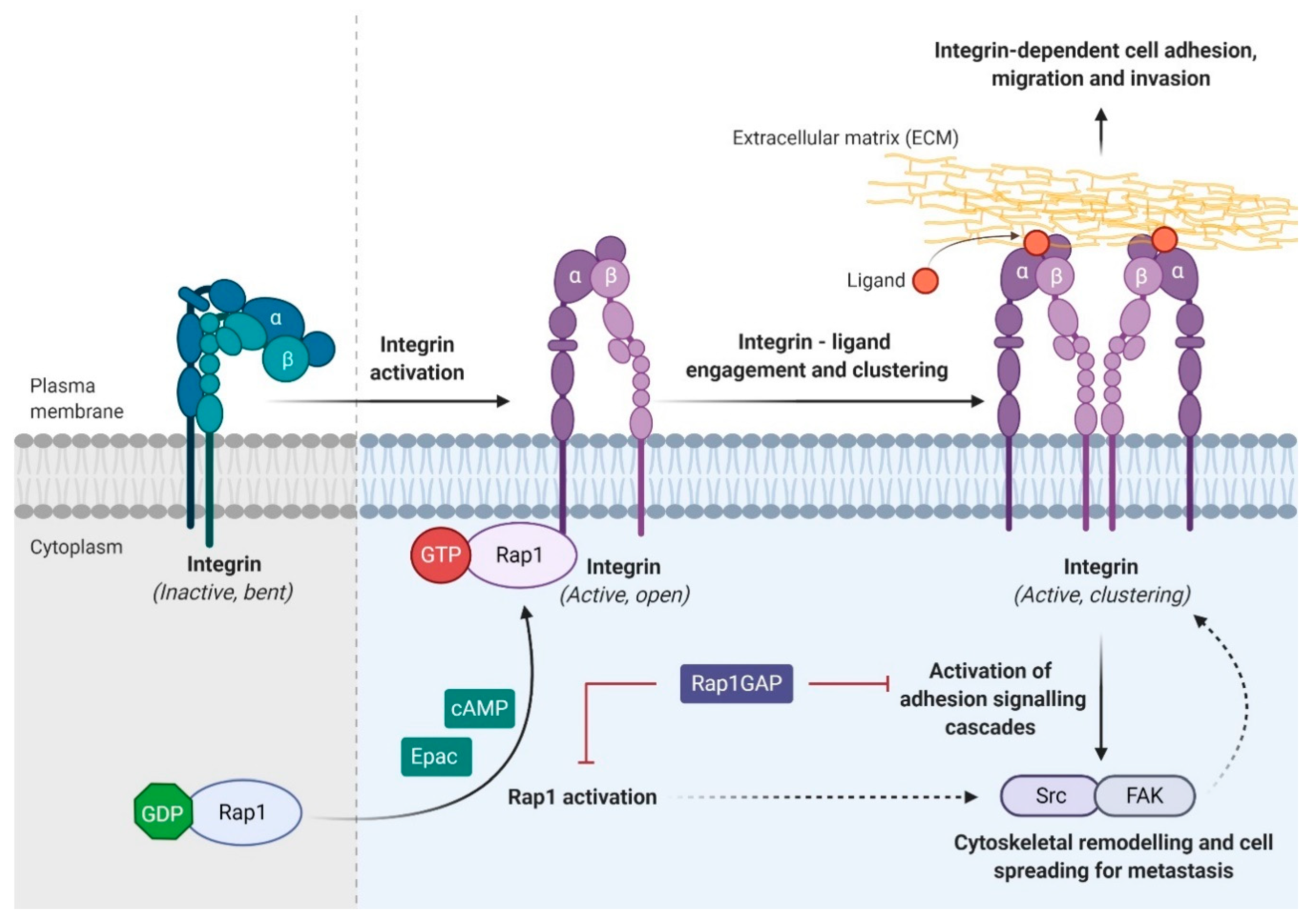 Biomedicines 08 00334 g004