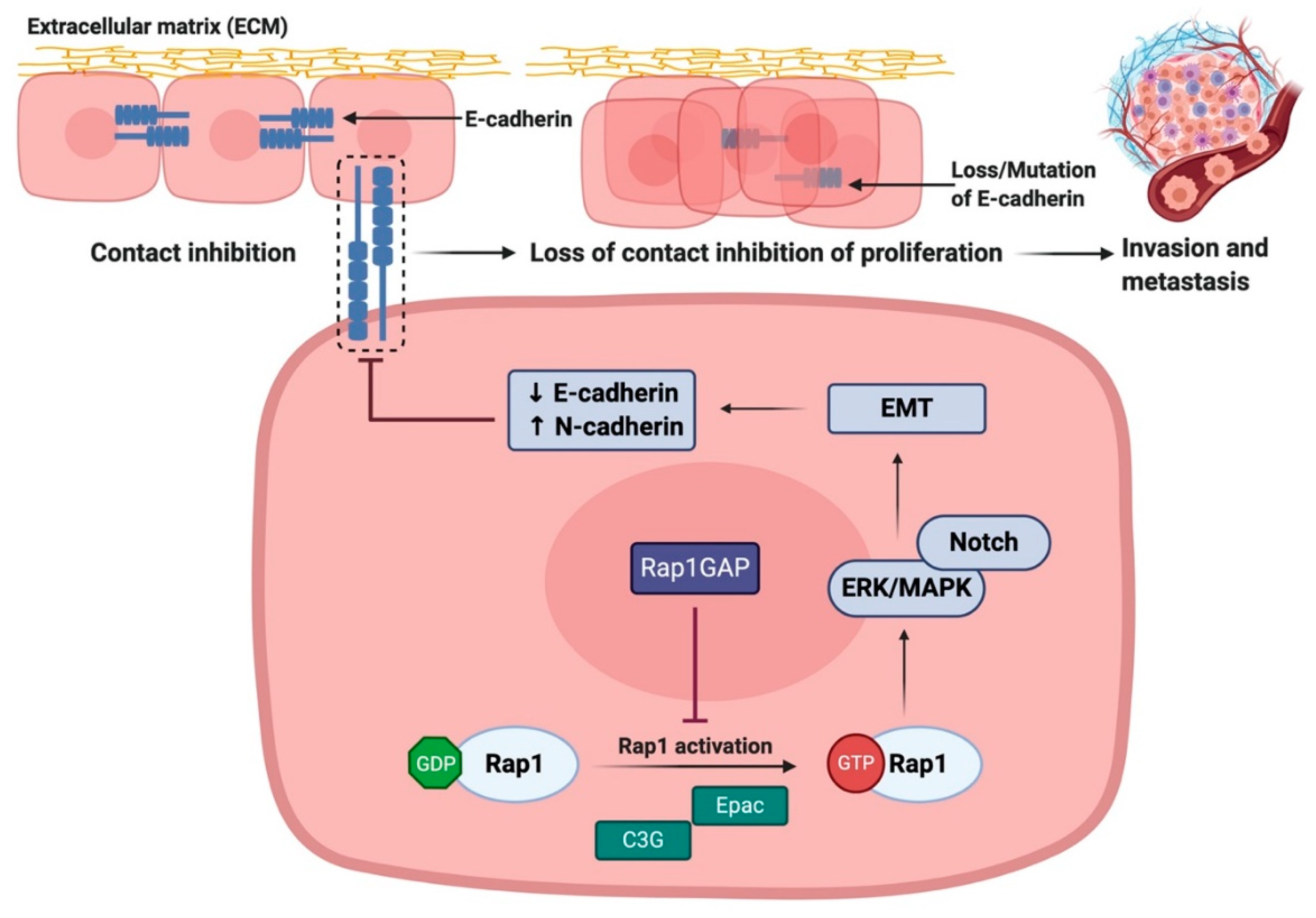 Biomedicines 08 00334 g005