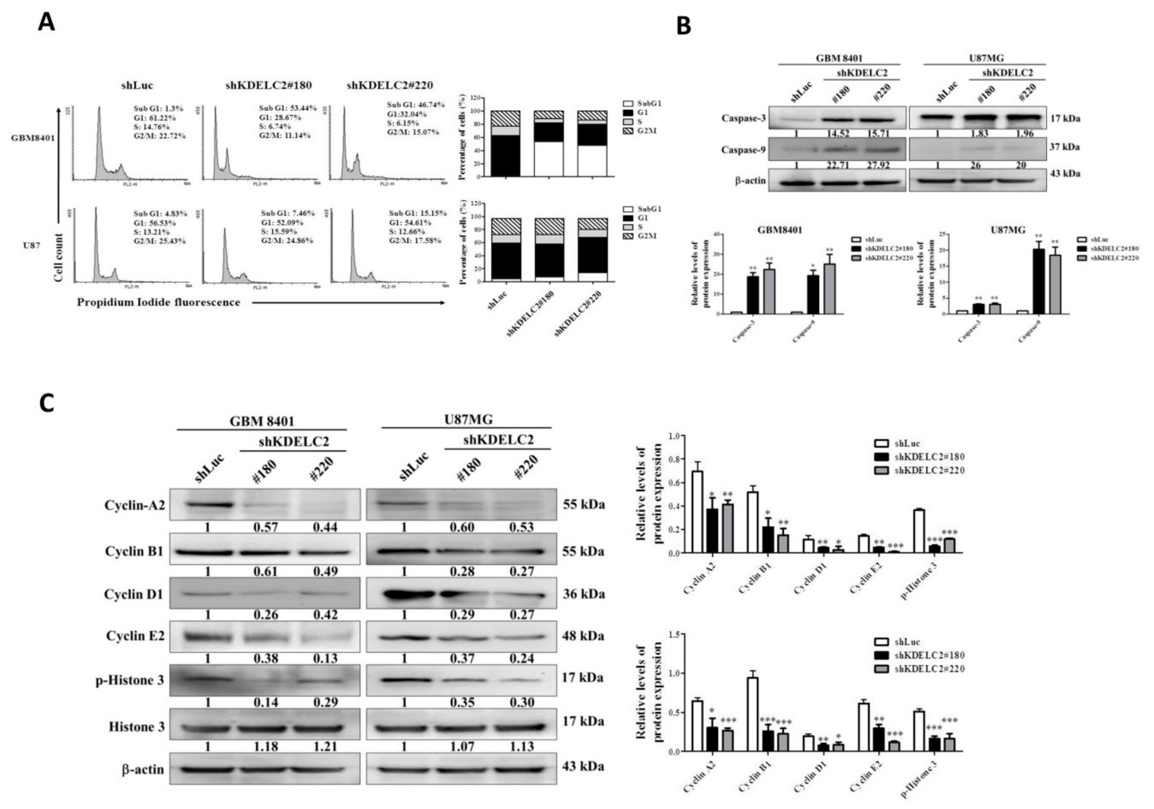 Biomedicines 08 00339 g004