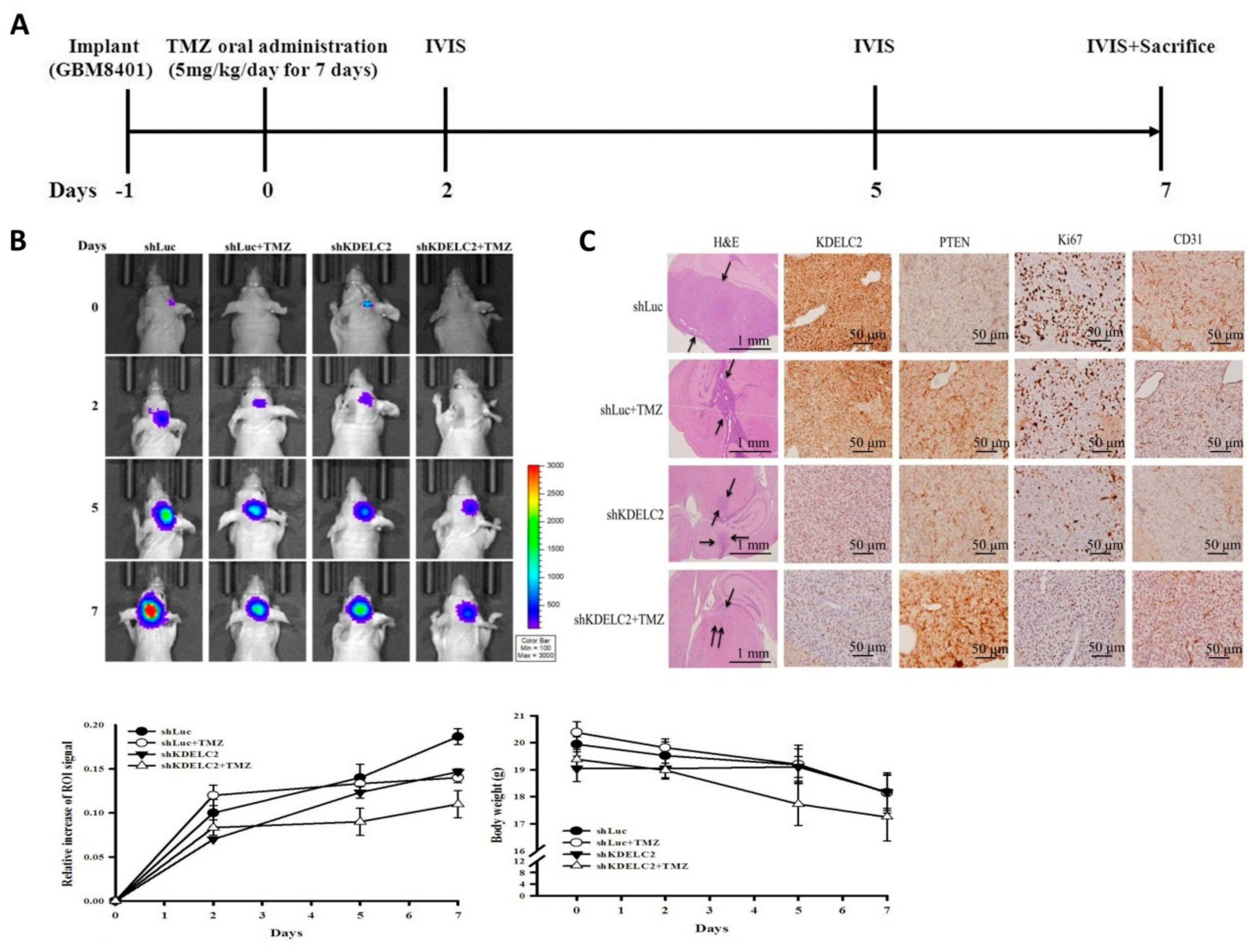 Biomedicines 08 00339 g011