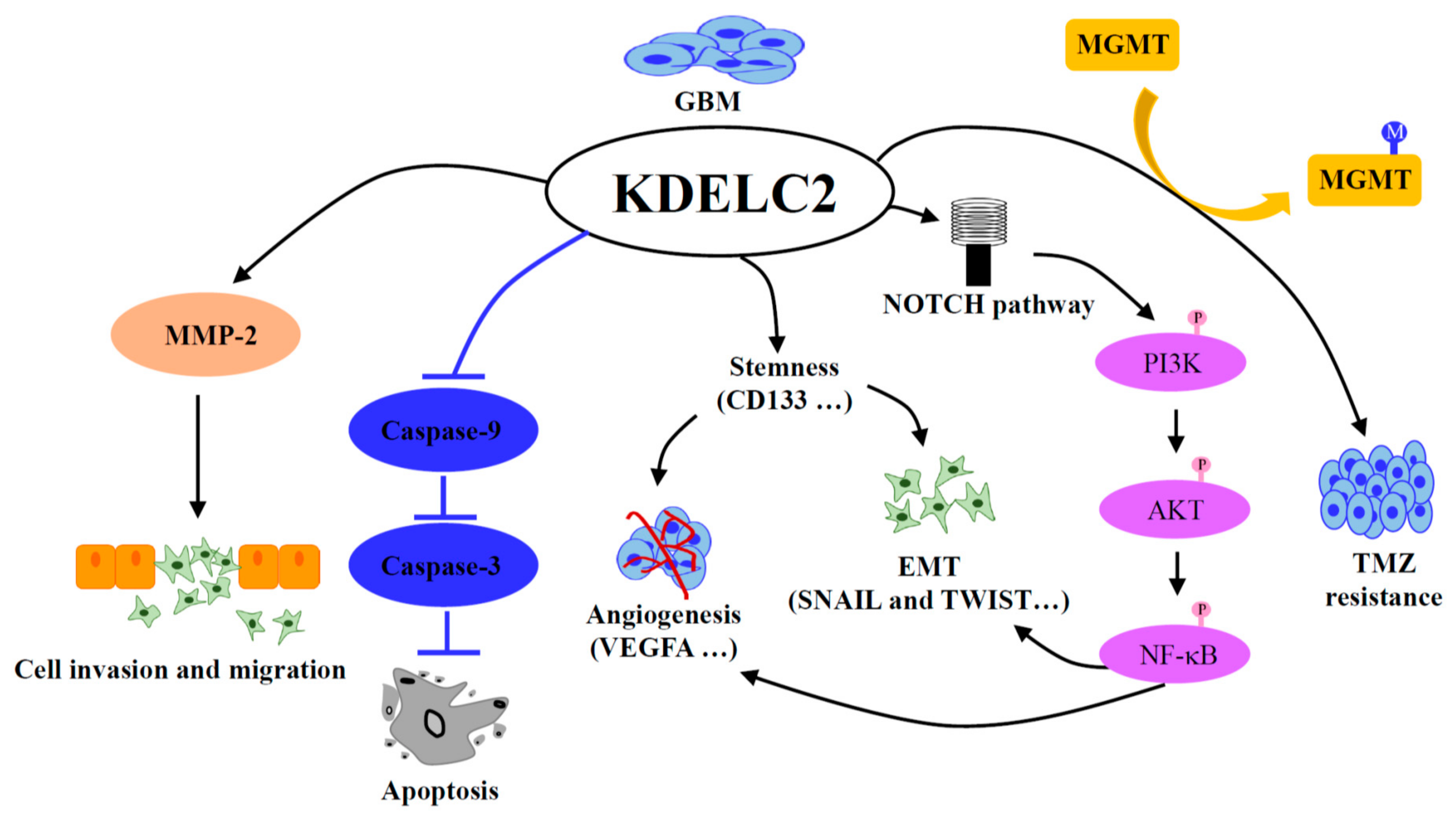 Biomedicines 08 00339 g013