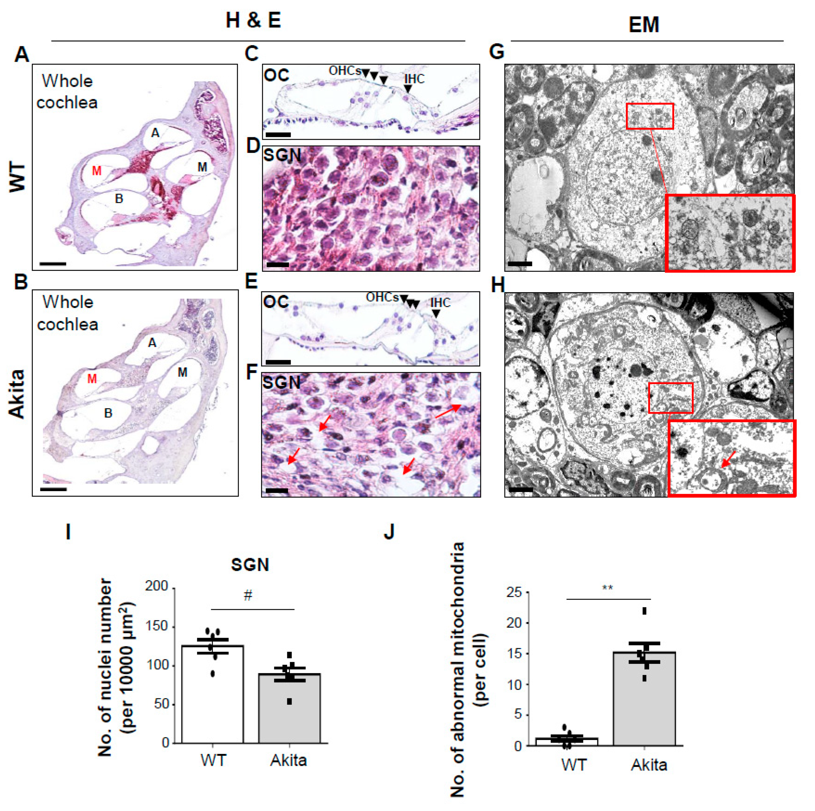 Biomedicines 08 00343 g002