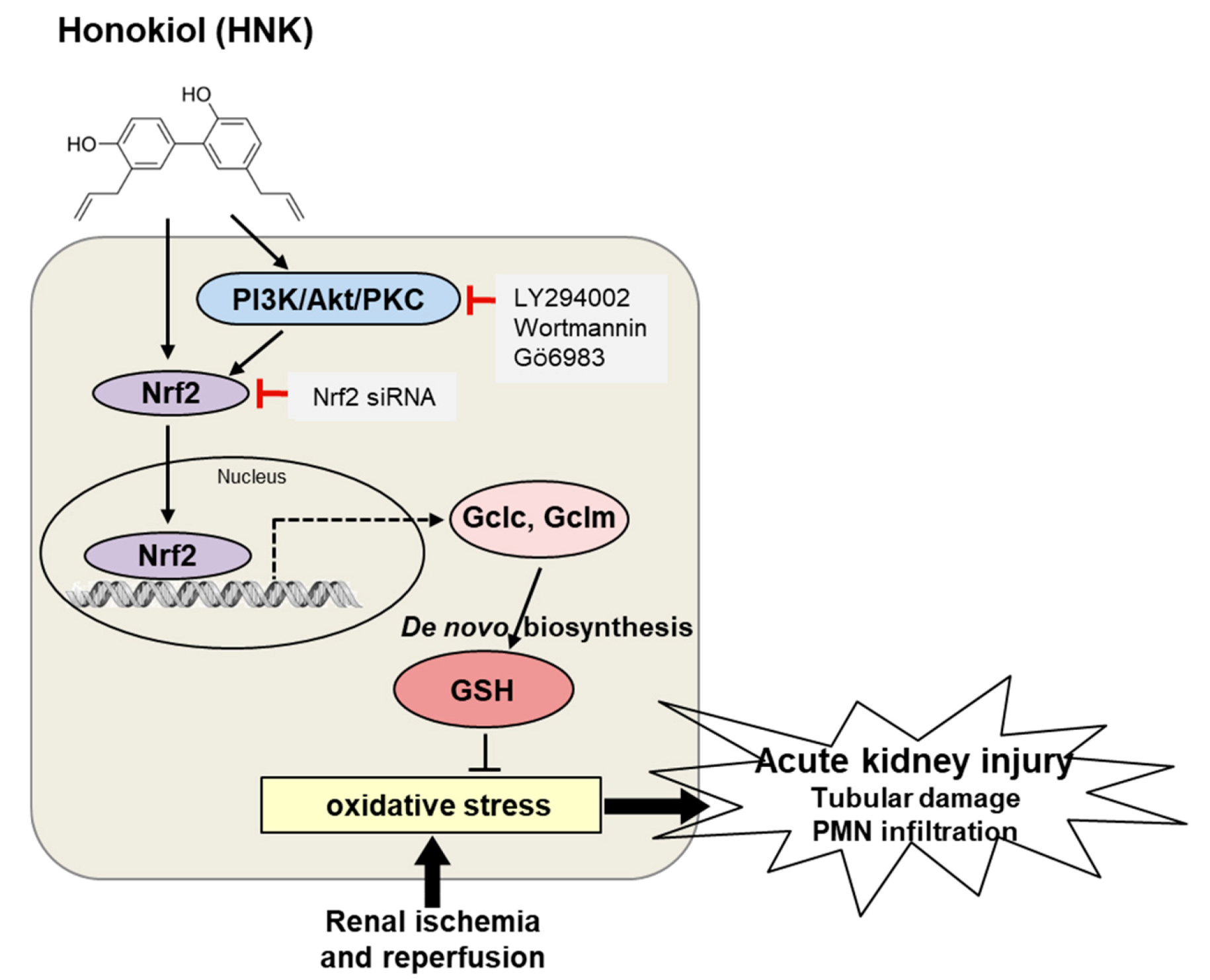 Biomedicines 08 00352 g008
