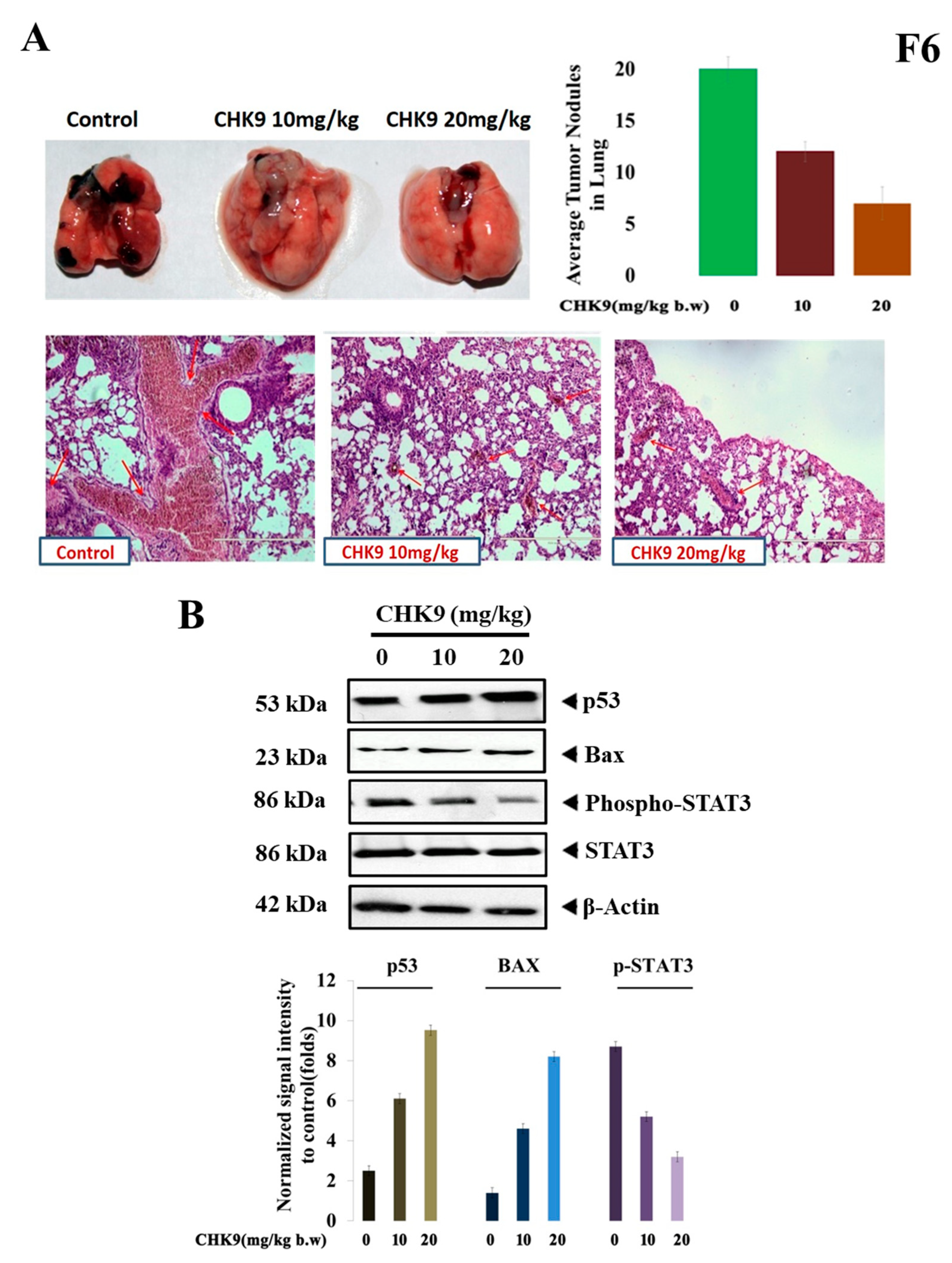 Biomedicines 08 00368 g006