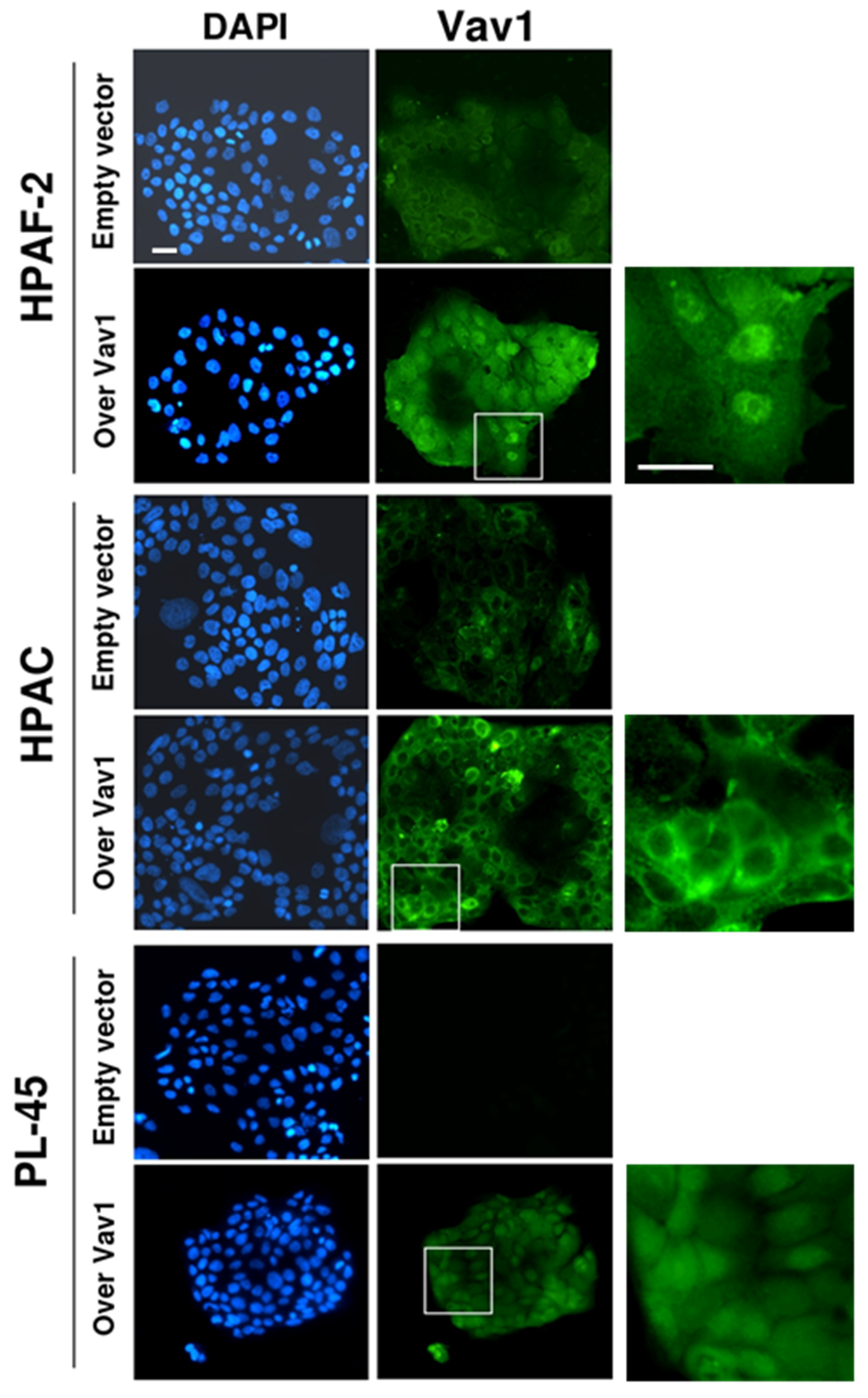 Biomedicines 08 00379 g002