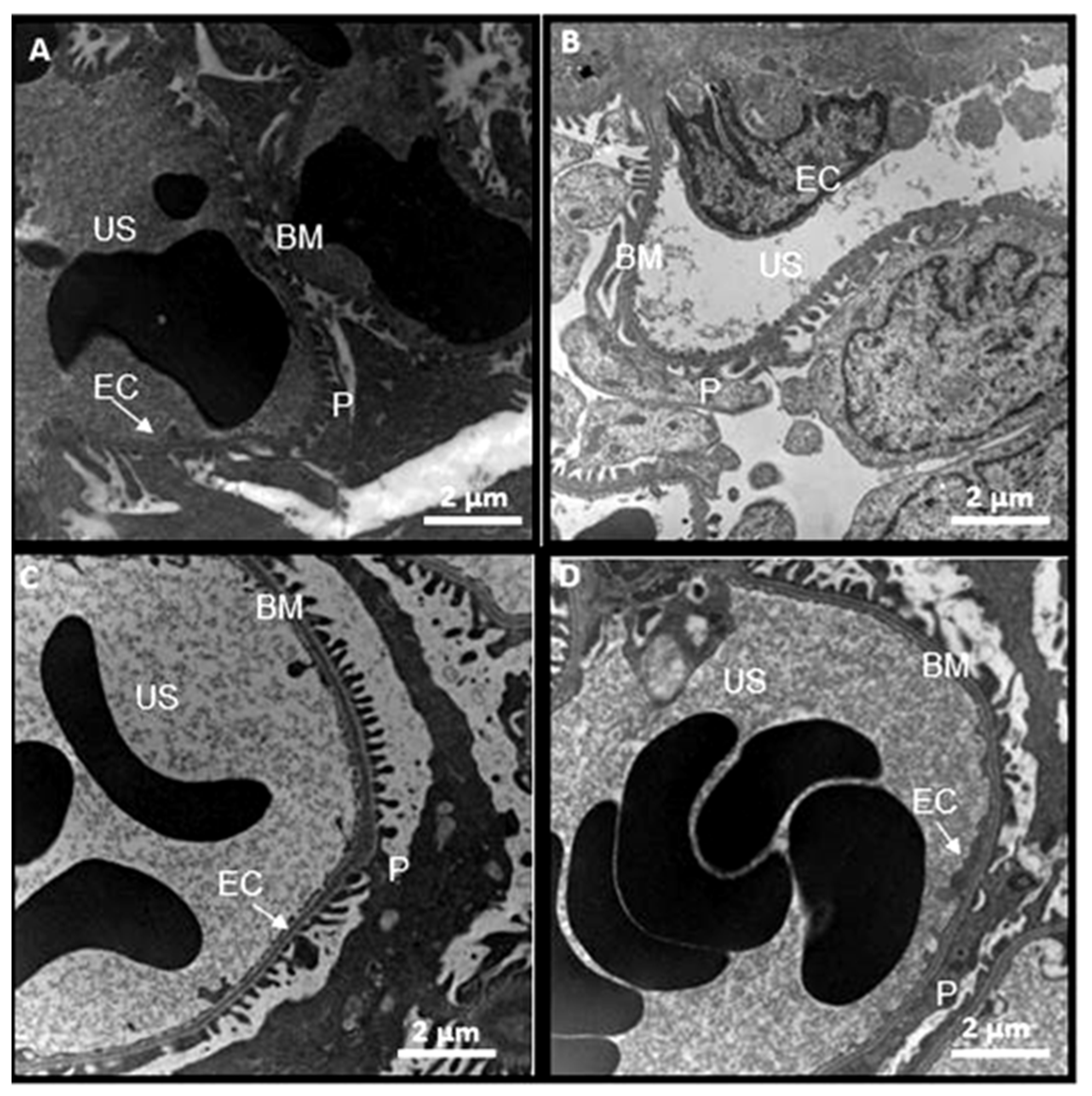 Biomedicines 08 00388 g012