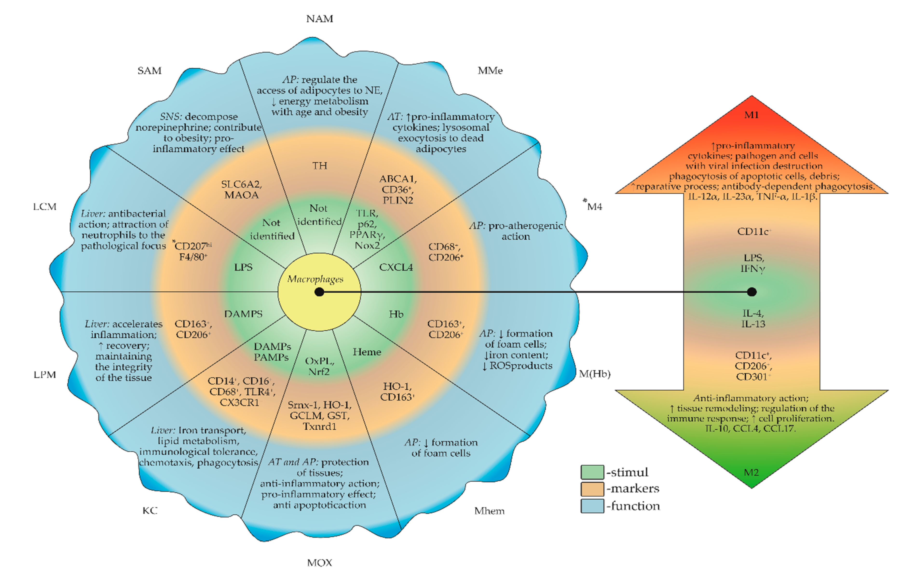 Biomedicines 08 00400 g002