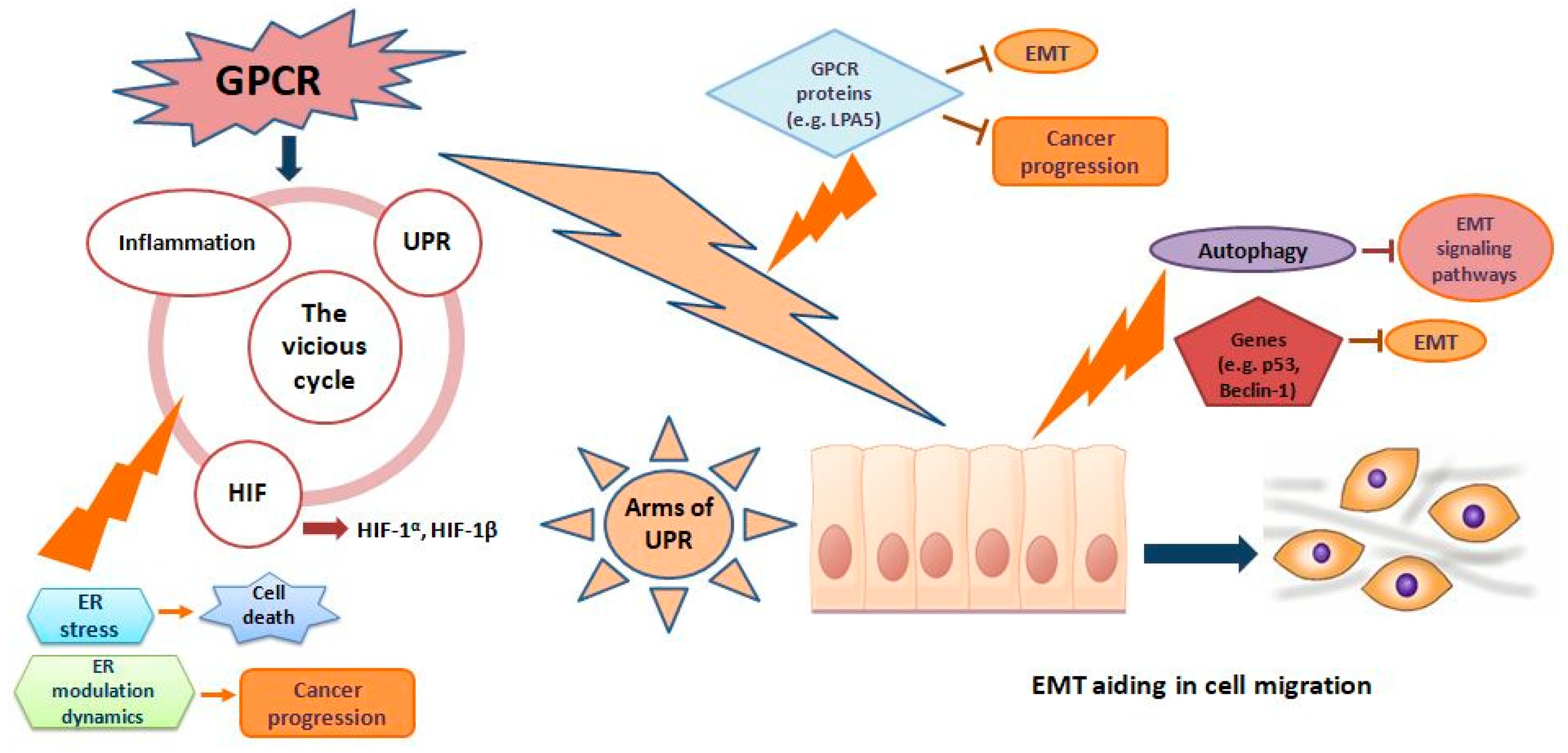 Biomedicines 08 00402 g001