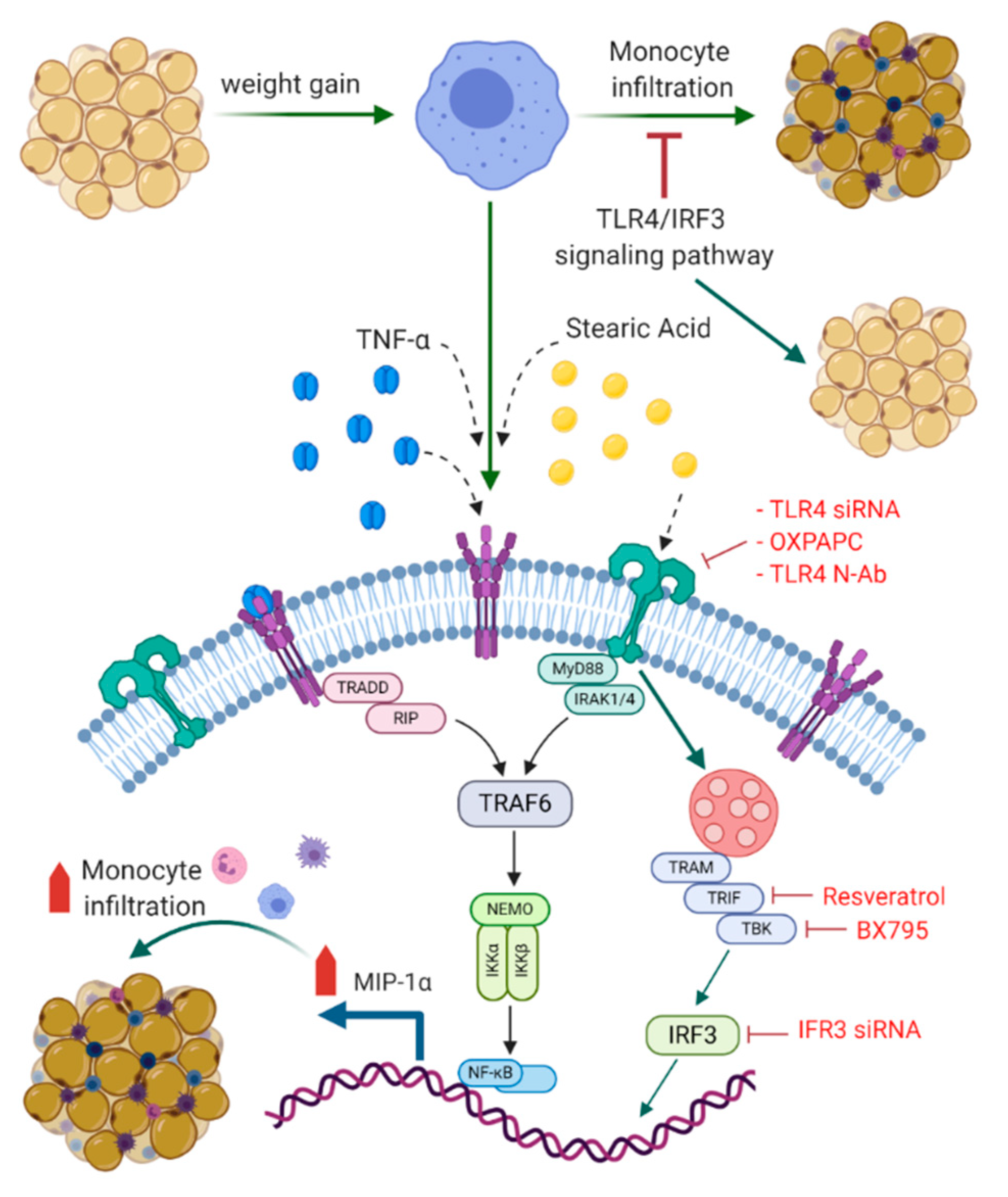 Biomedicines 08 00403 g008