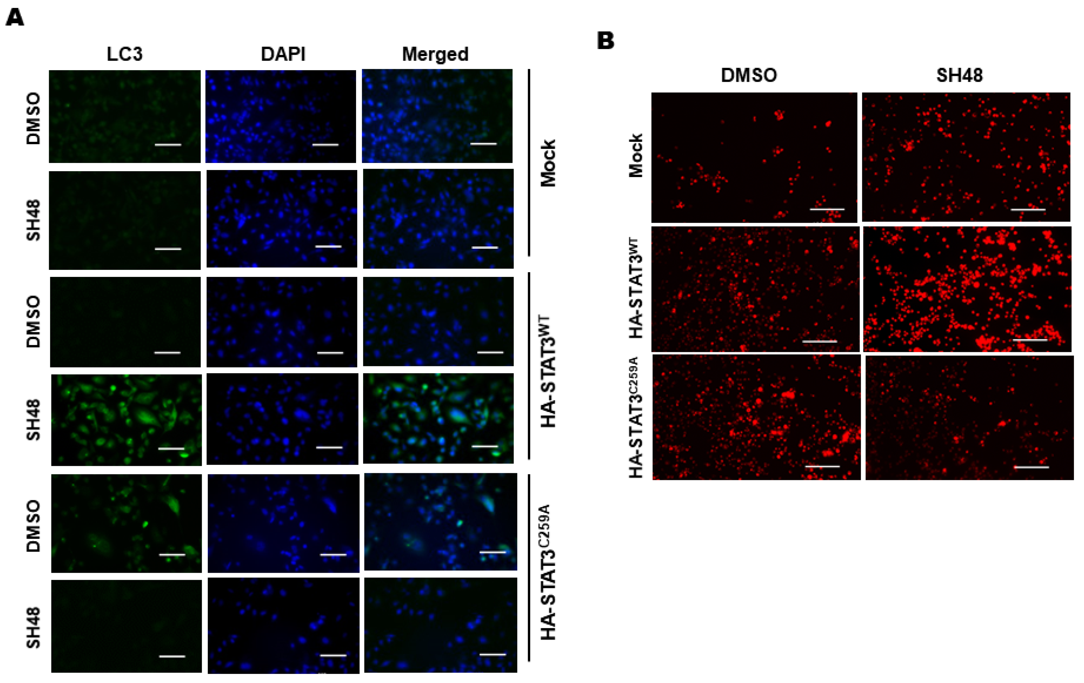 Biomedicines 08 00407 g008