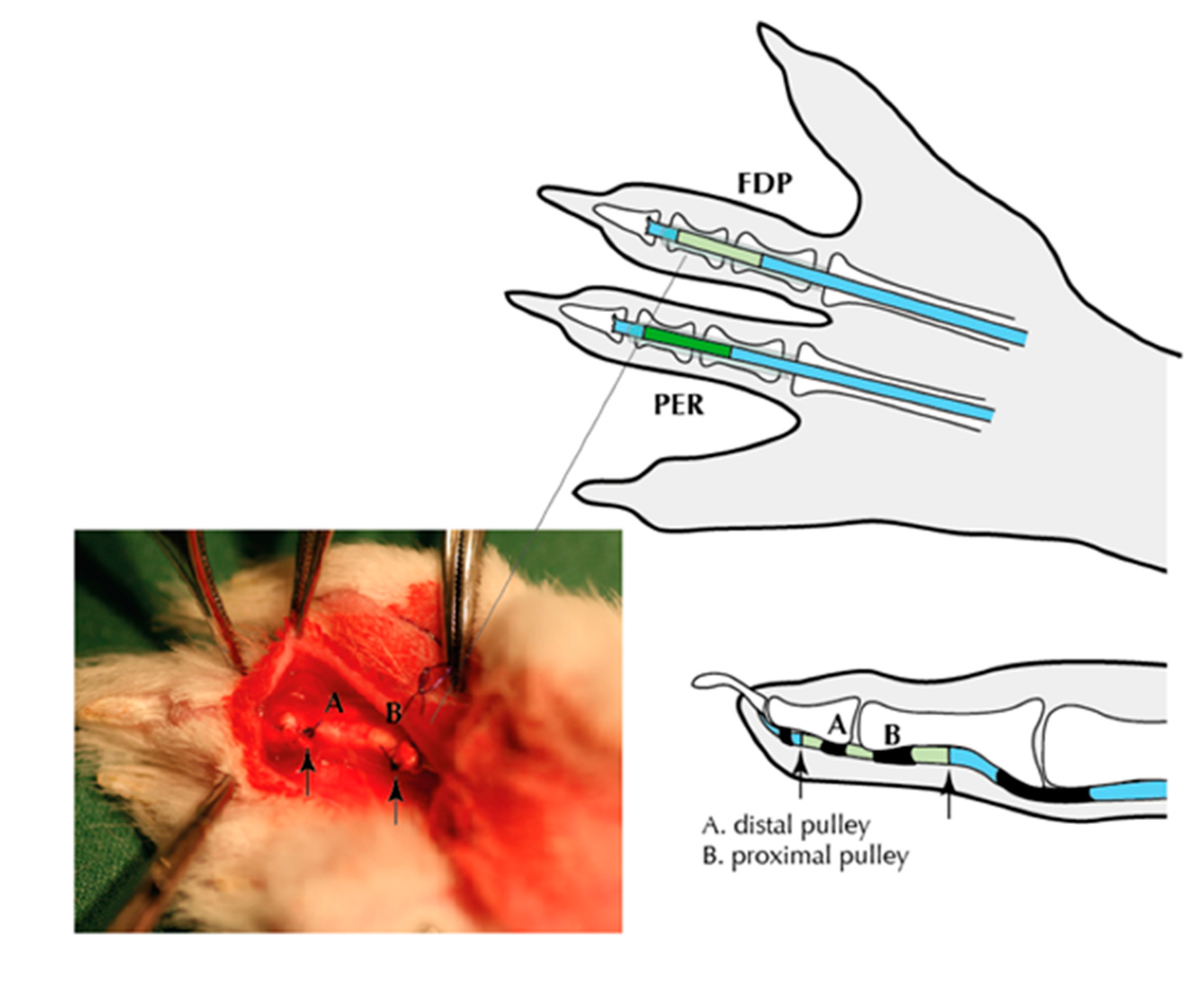 Biomedicines 08 00408 g001 Biomedicines 08 00408 g001