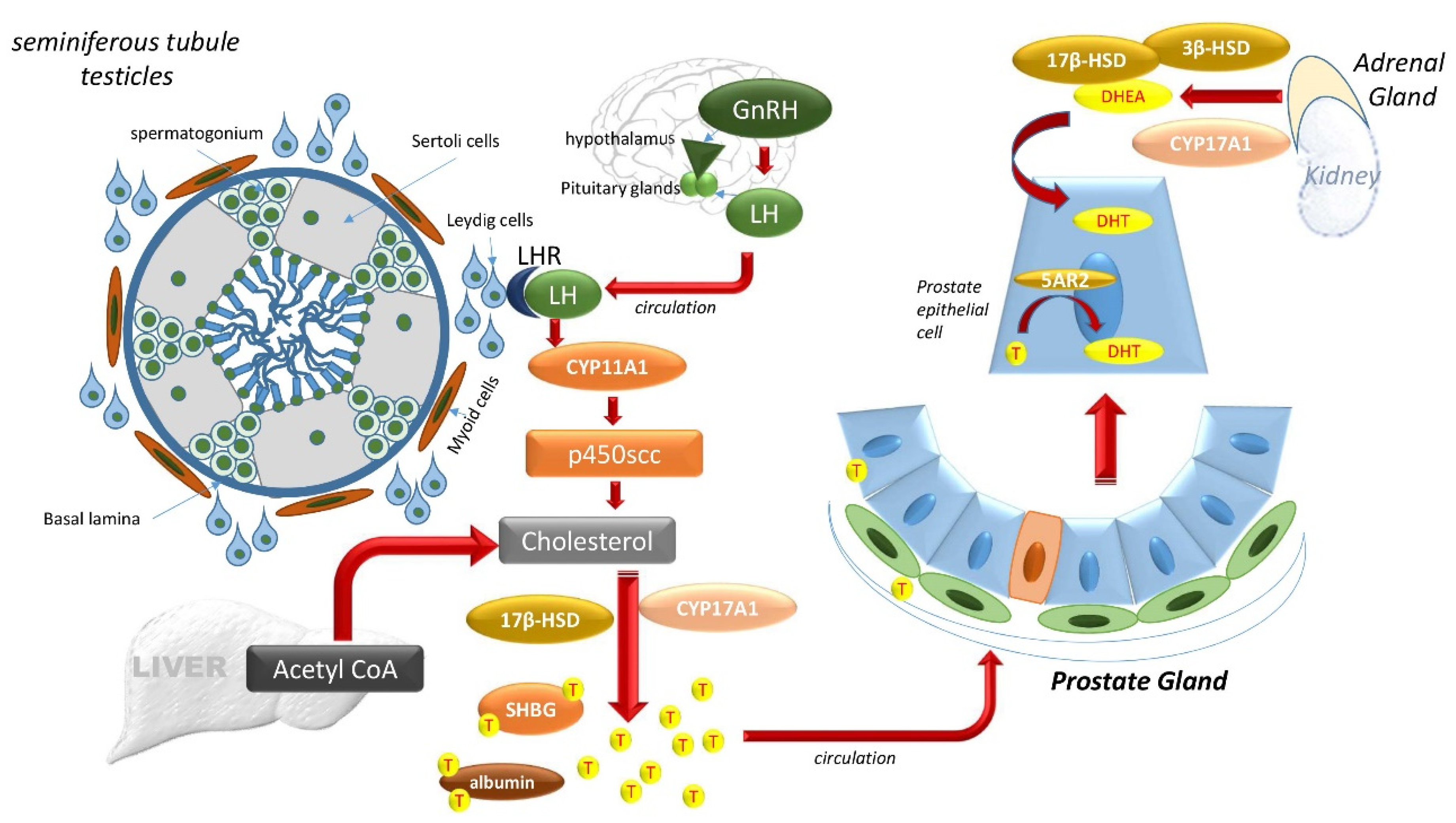 Biomedicines 08 00422 g003