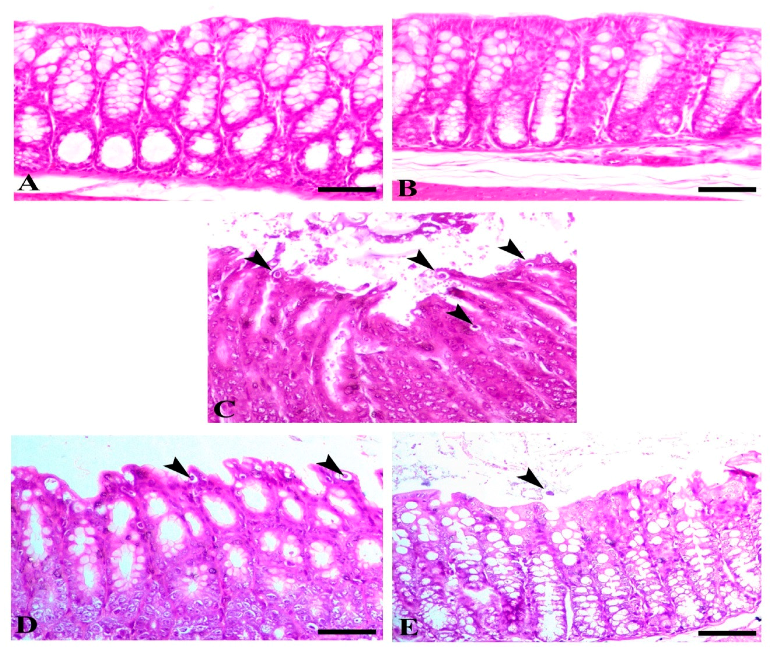 Biomedicines 08 00423 g003
