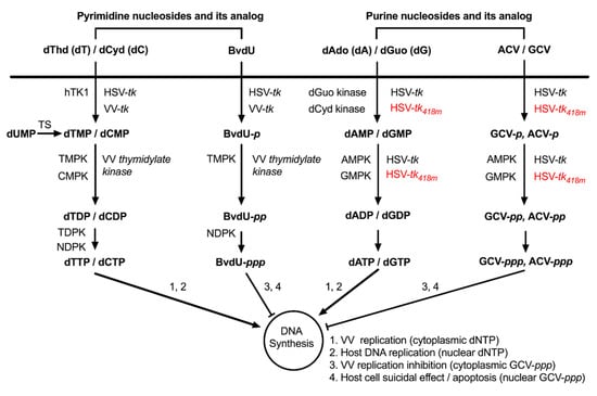 Biomedicines 08 00426 g0a2