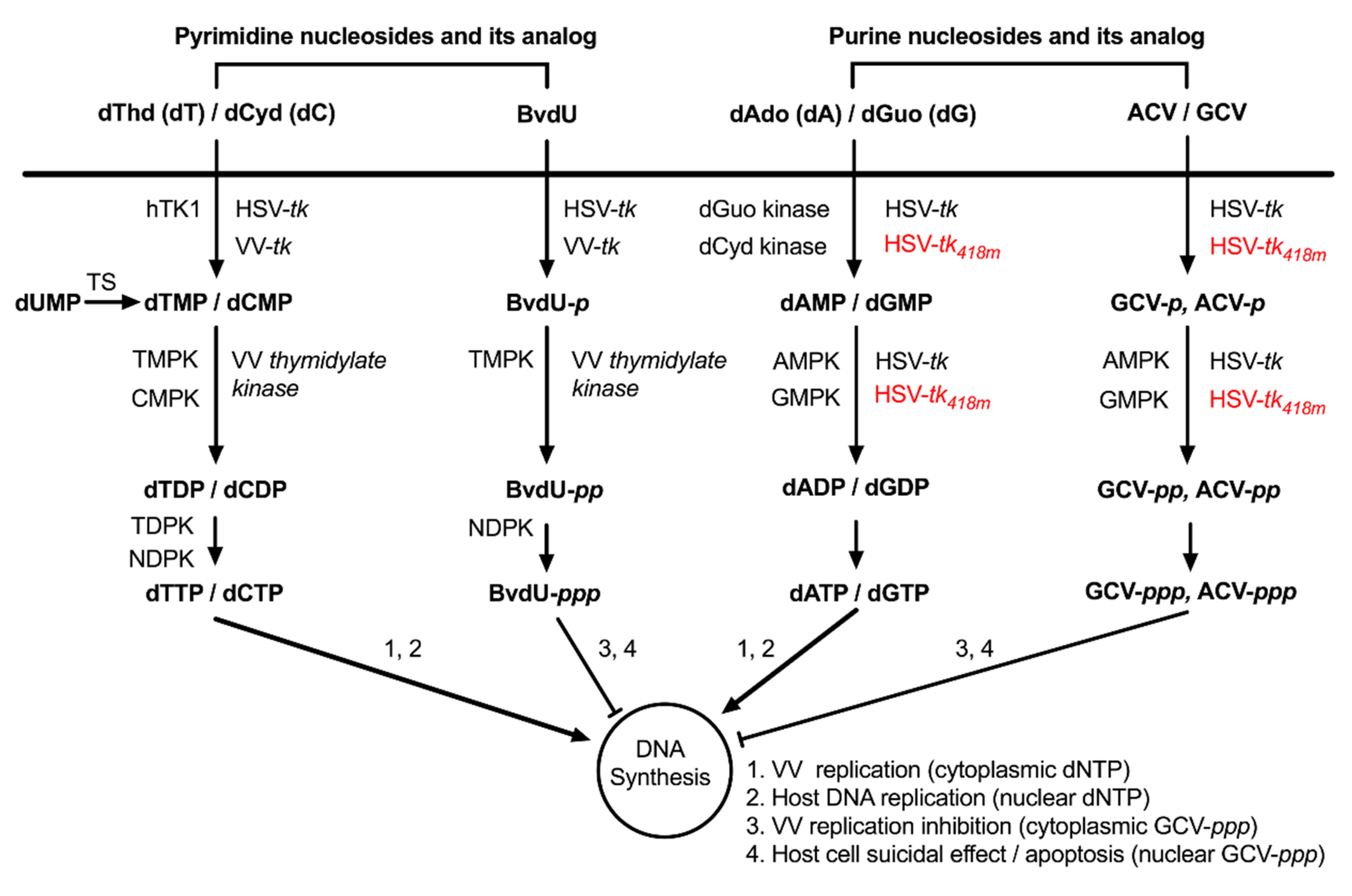 Biomedicines 08 00426 g0a2
