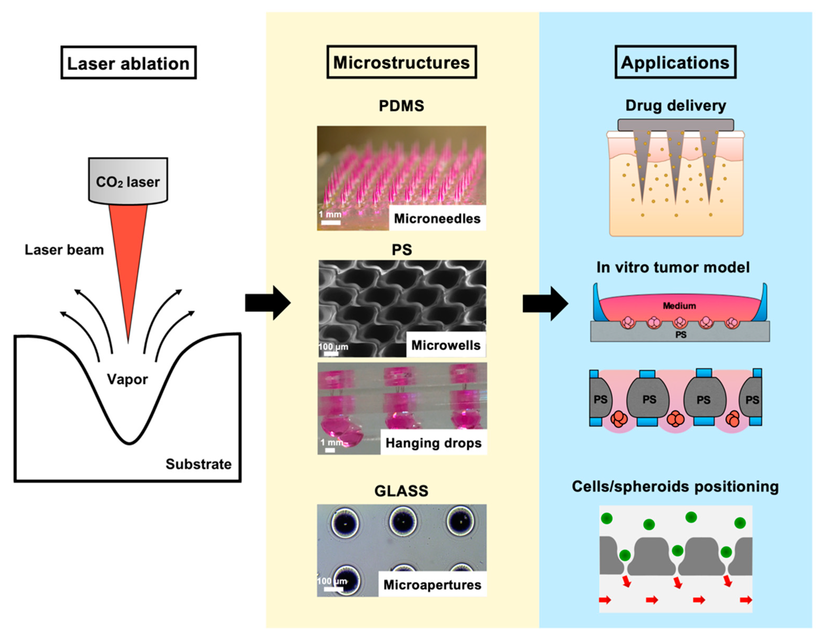 Biomedicines 08 00427 g001