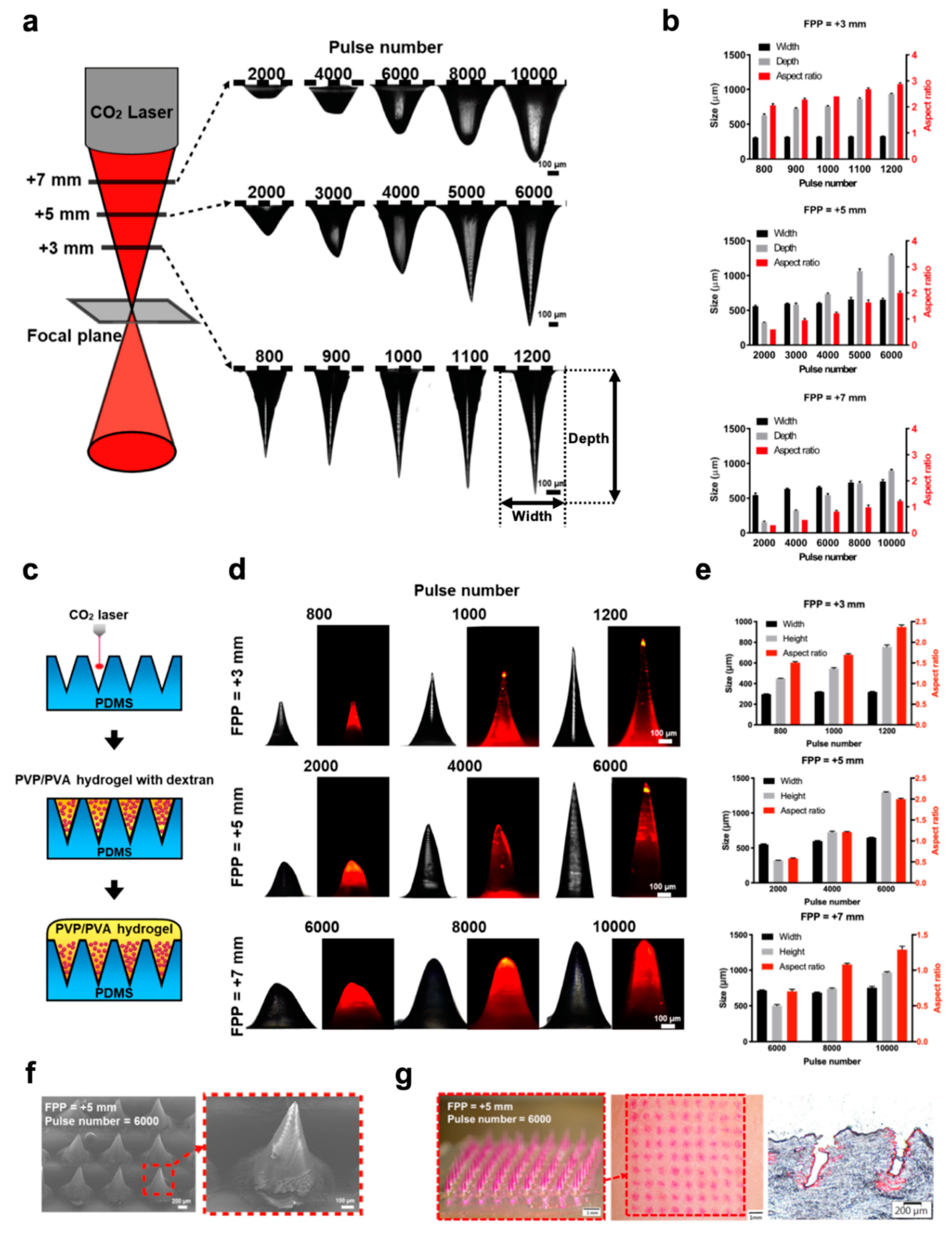 Biomedicines 08 00427 g002