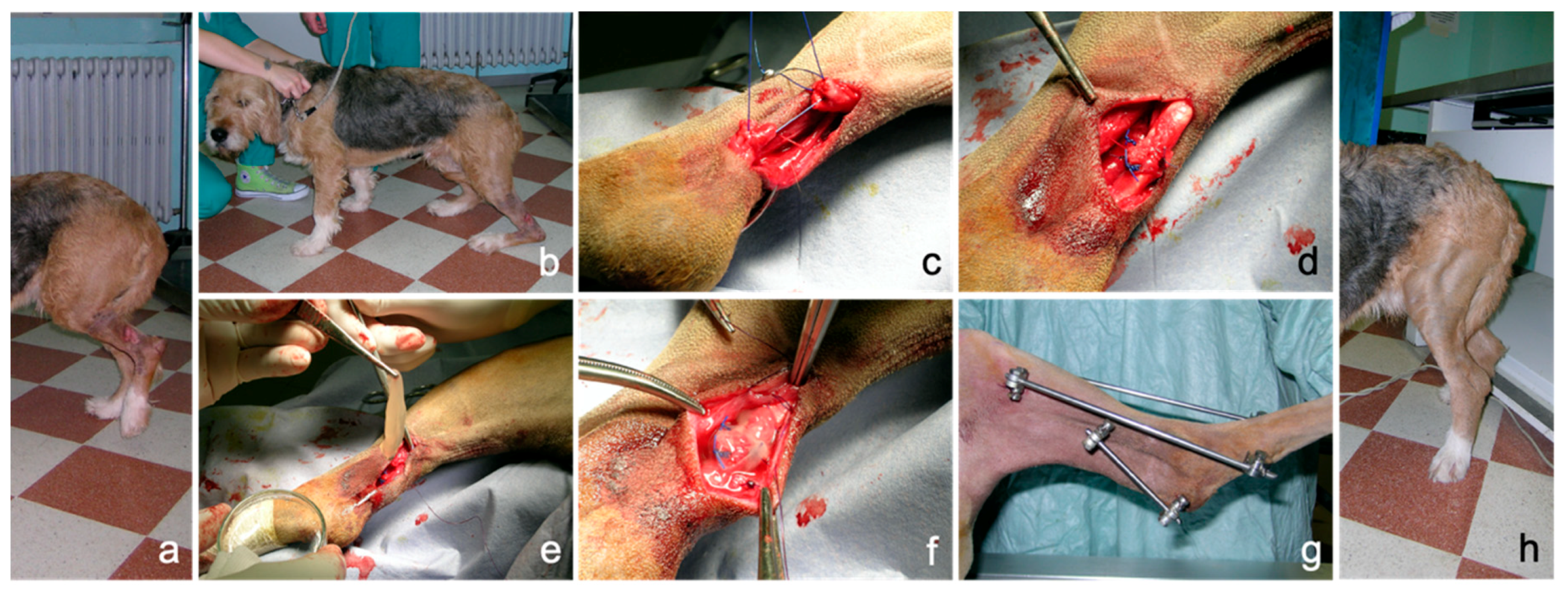 Biomedicines 08 00429 g007 Biomedicines 08 00429 g007