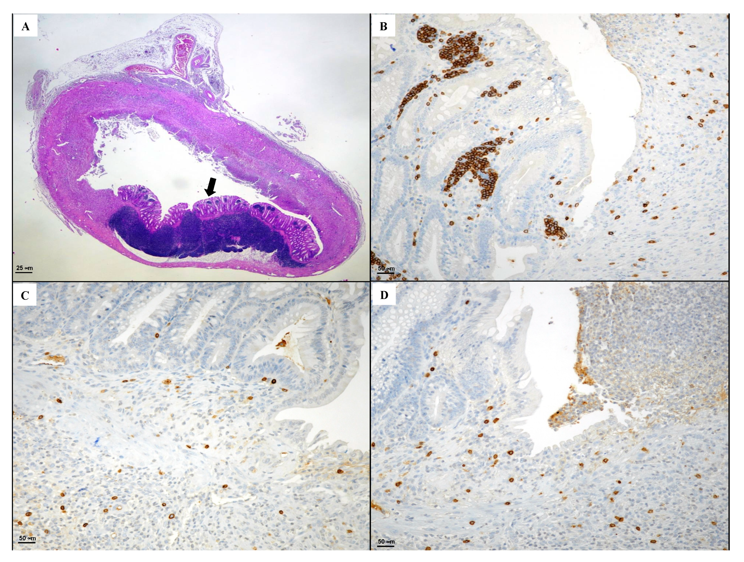 Biomedicines 08 00438 g009