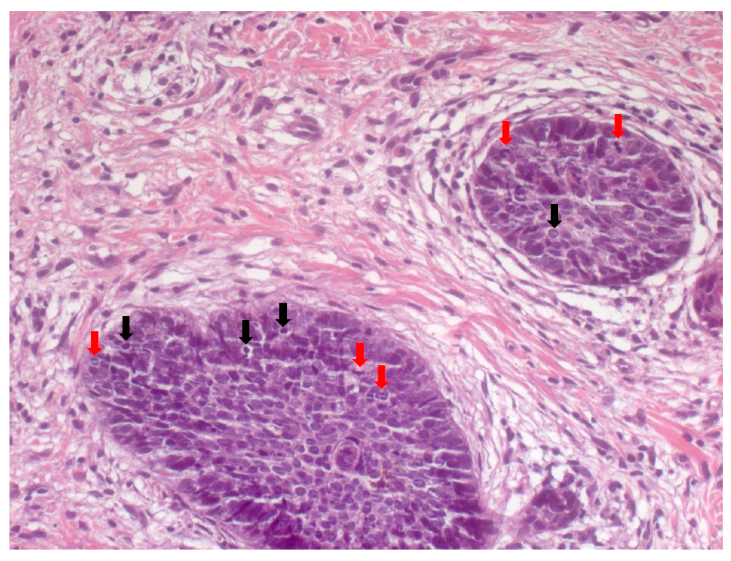 Biomedicines 08 00449 g007