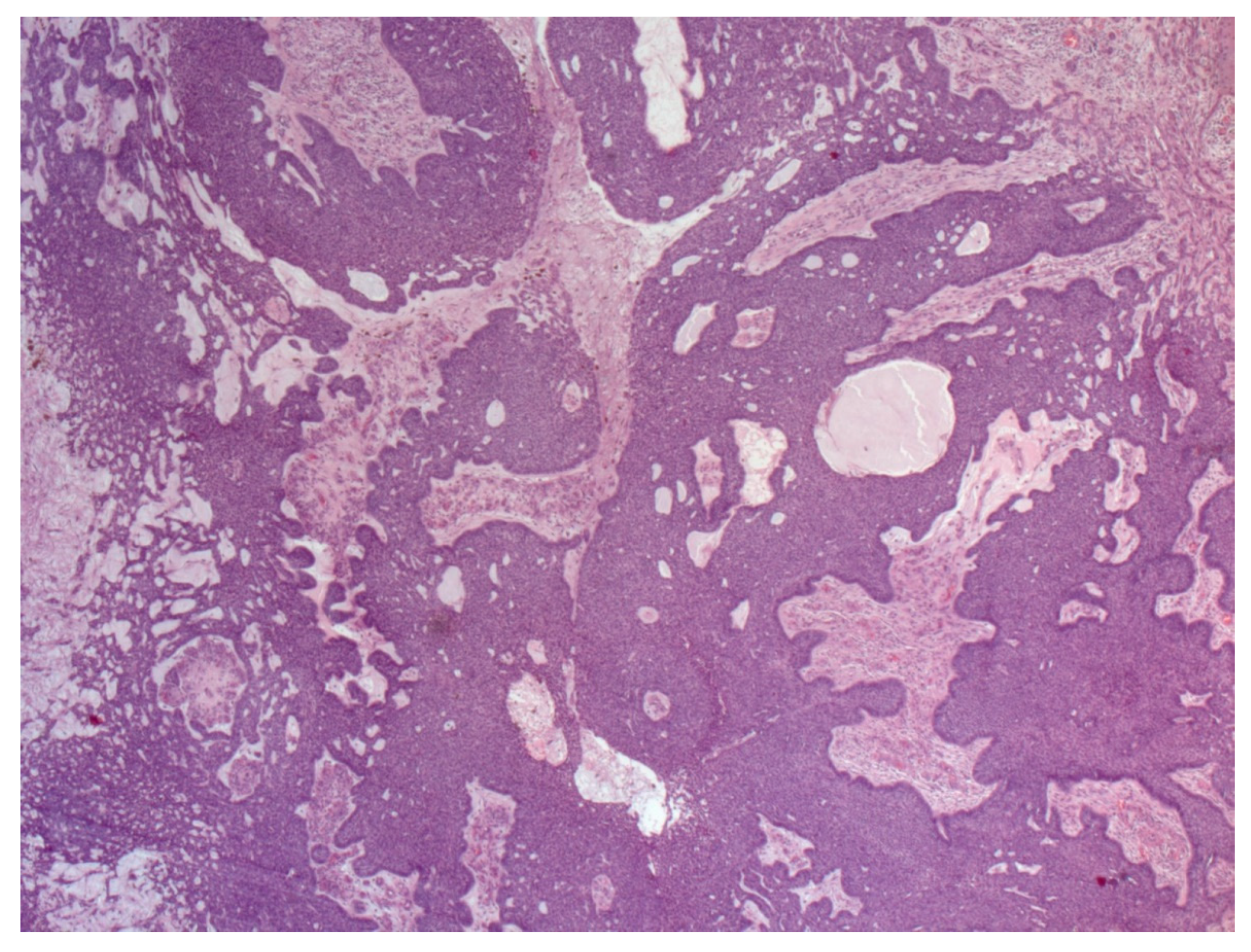 Biomedicines 08 00449 g008