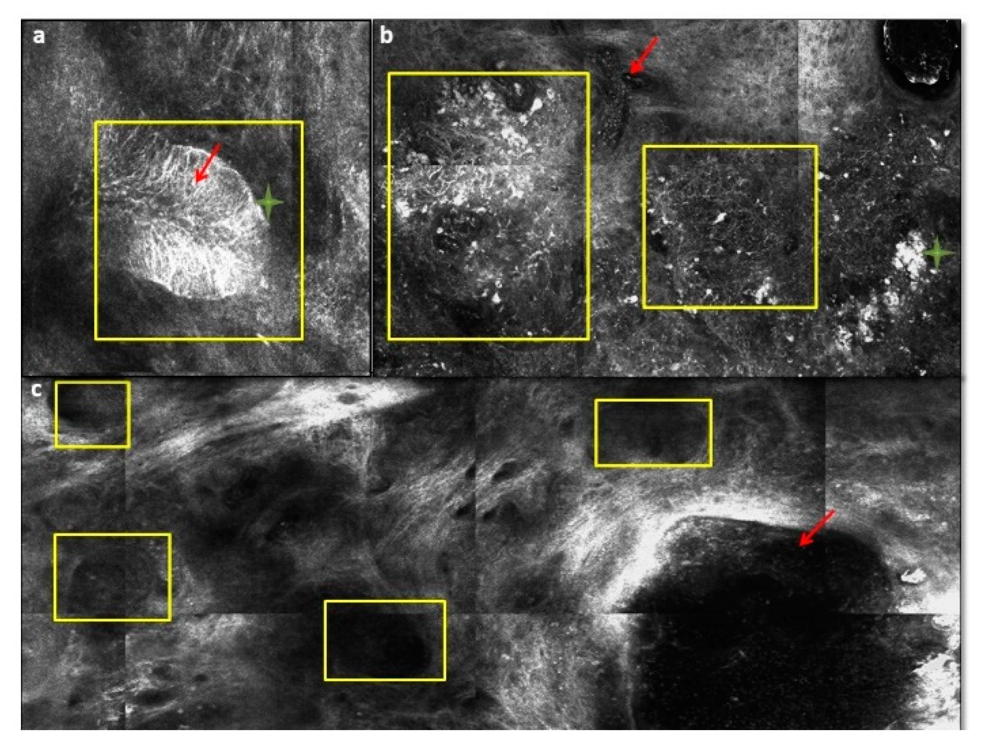 Biomedicines 08 00449 g016