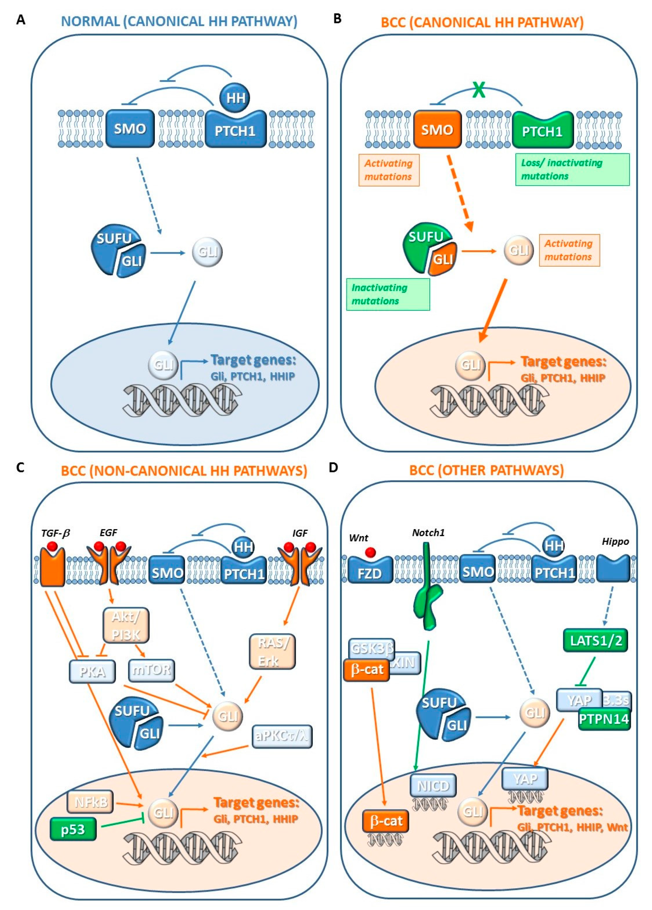 Biomedicines 08 00449 g017