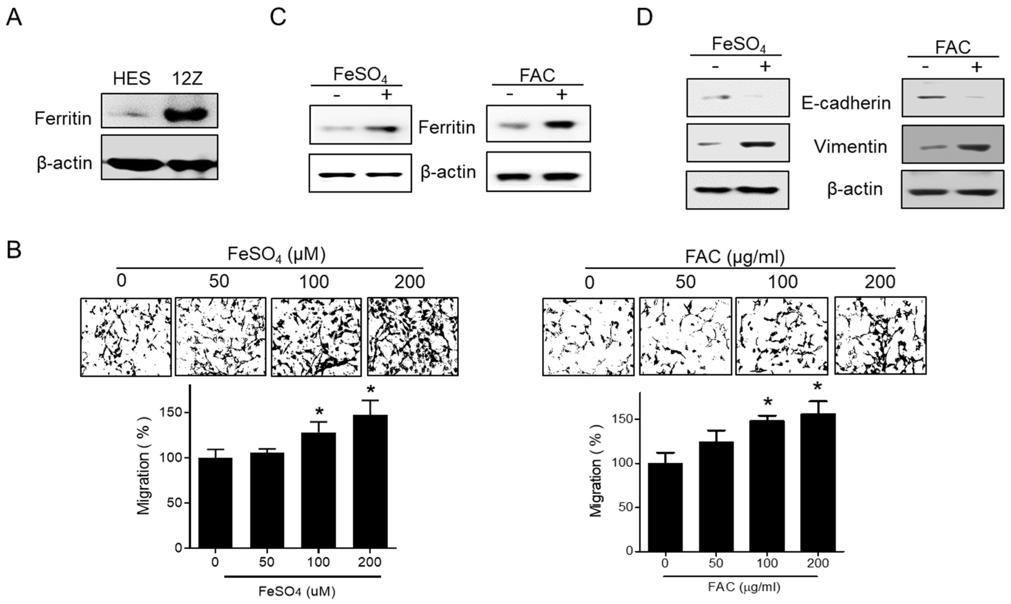 Biomedicines 08 00454 g002