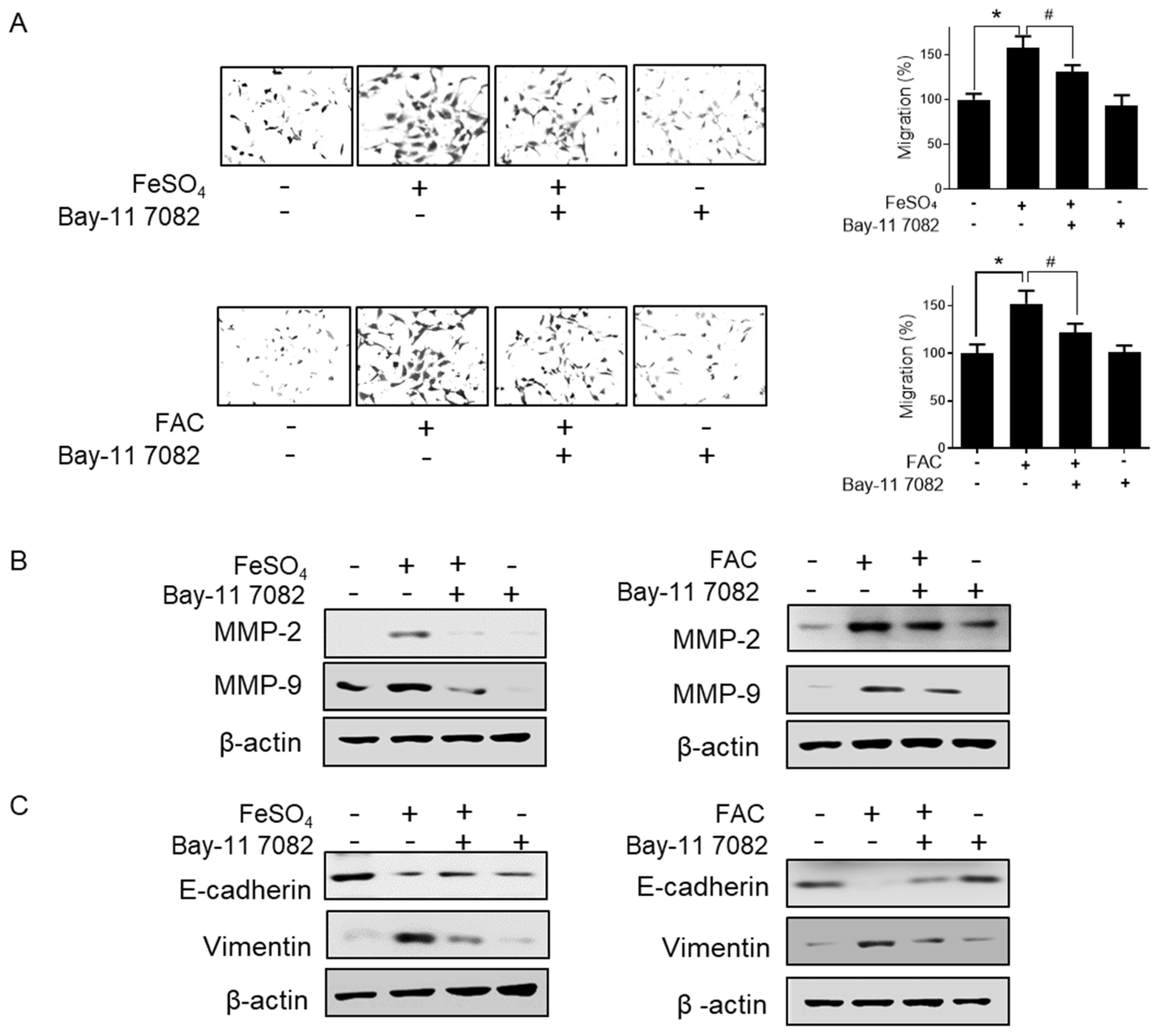 Biomedicines 08 00454 g007